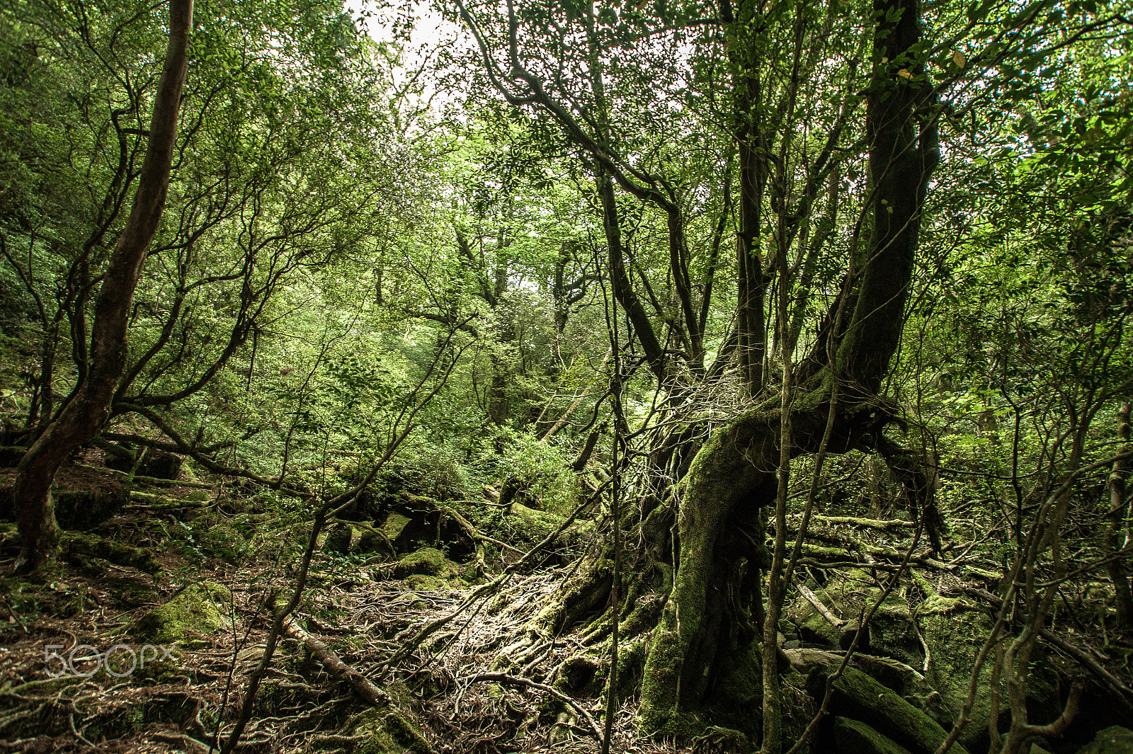 Sony DT 11-18mm F4.5-5.6 sample photo. Japan2013jd photography