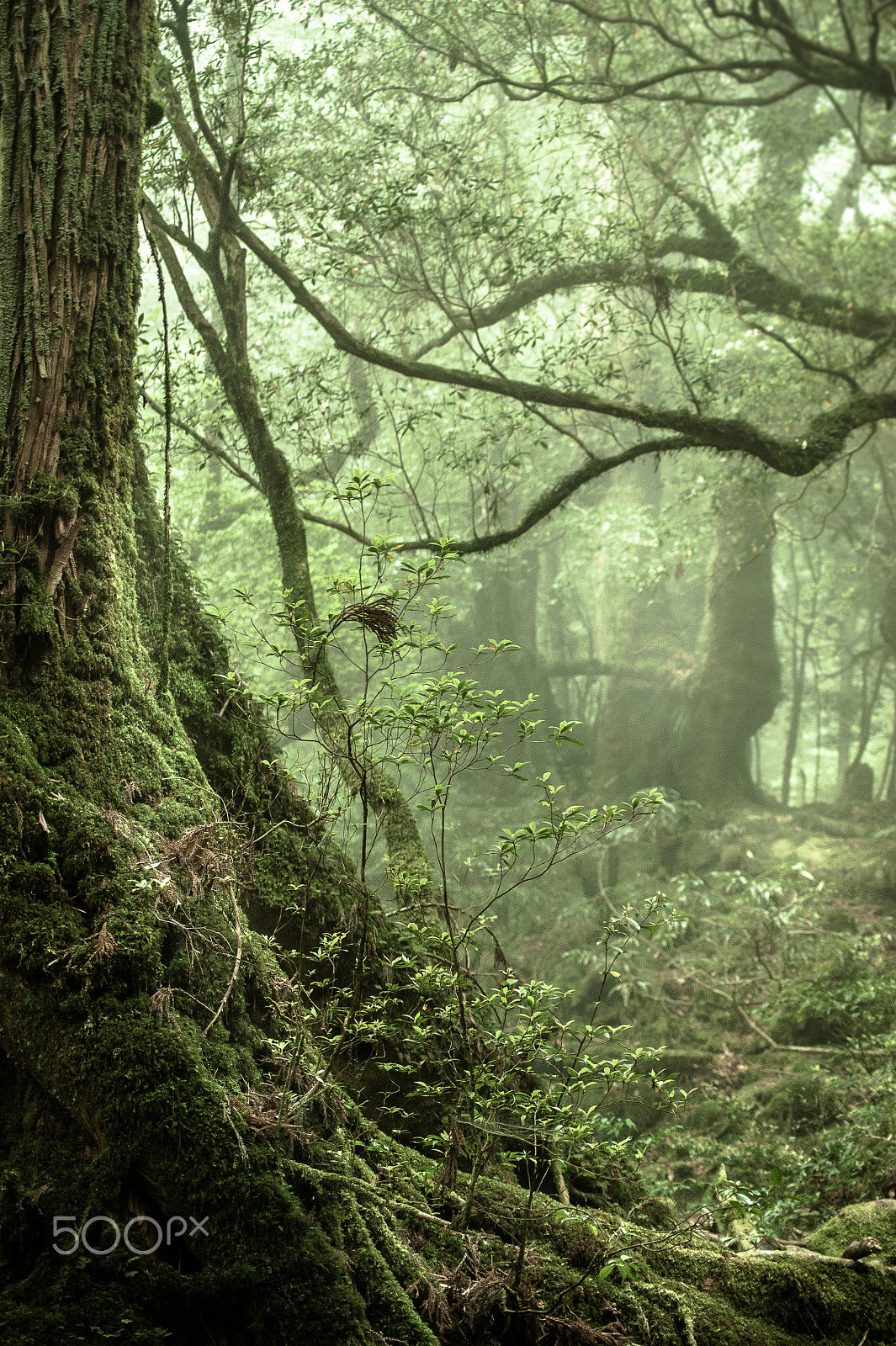 Sony DT 55-200mm F4-5.6 SAM sample photo. Japan2013jd photography