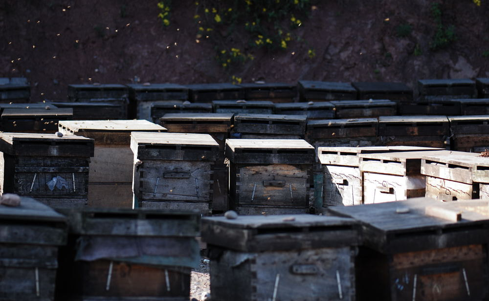 Nikon AF-S Micro-Nikkor 105mm F2.8G IF-ED VR sample photo. 【vd视觉记忆】【2012.11.08】昆虫世界no.17 photography