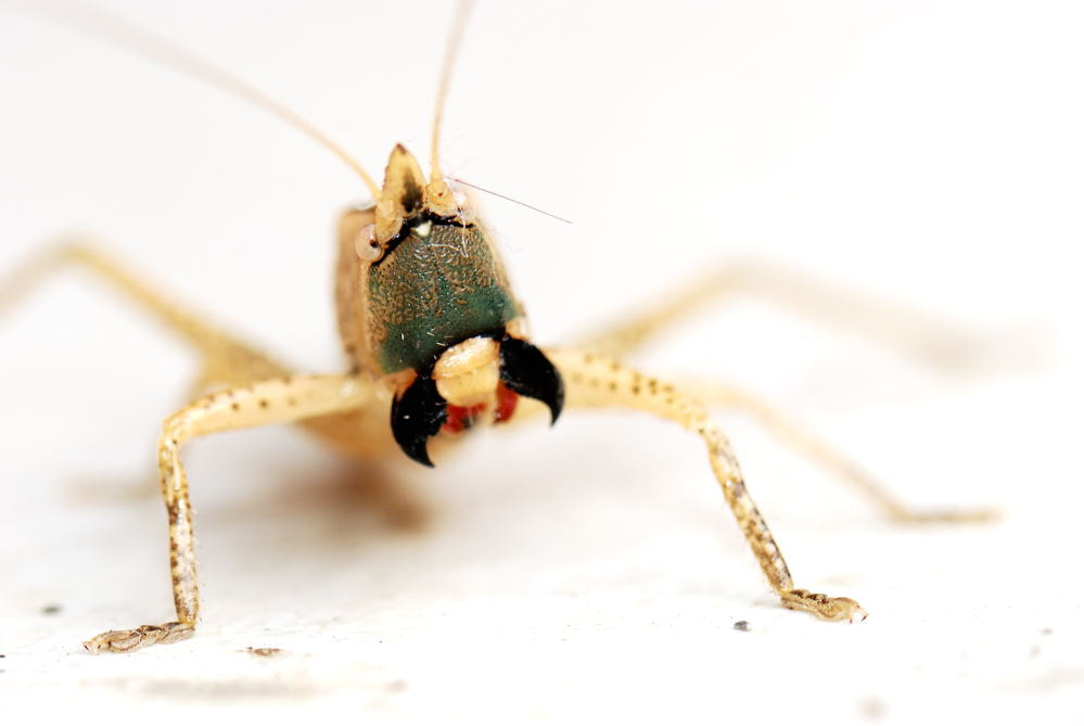Nikon AF-S Micro-Nikkor 105mm F2.8G IF-ED VR sample photo. Portrait of locust photography