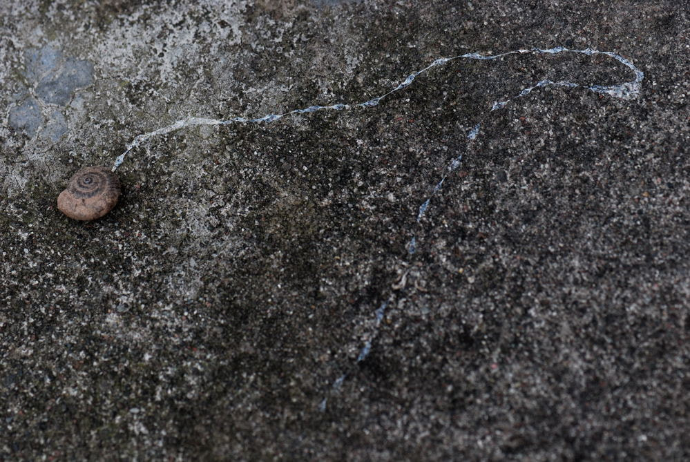 Nikon AF-S Micro-Nikkor 105mm F2.8G IF-ED VR sample photo. 【vd视觉记忆】【2012.11.08】昆虫世界no.17 photography