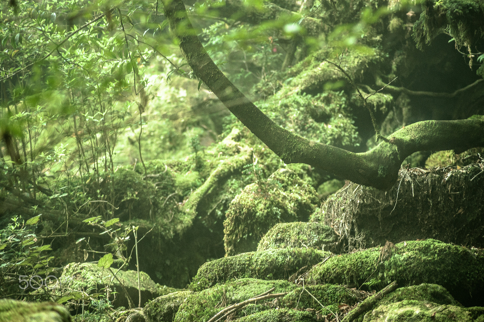 Sony DT 55-200mm F4-5.6 SAM sample photo. Japan2013jd photography