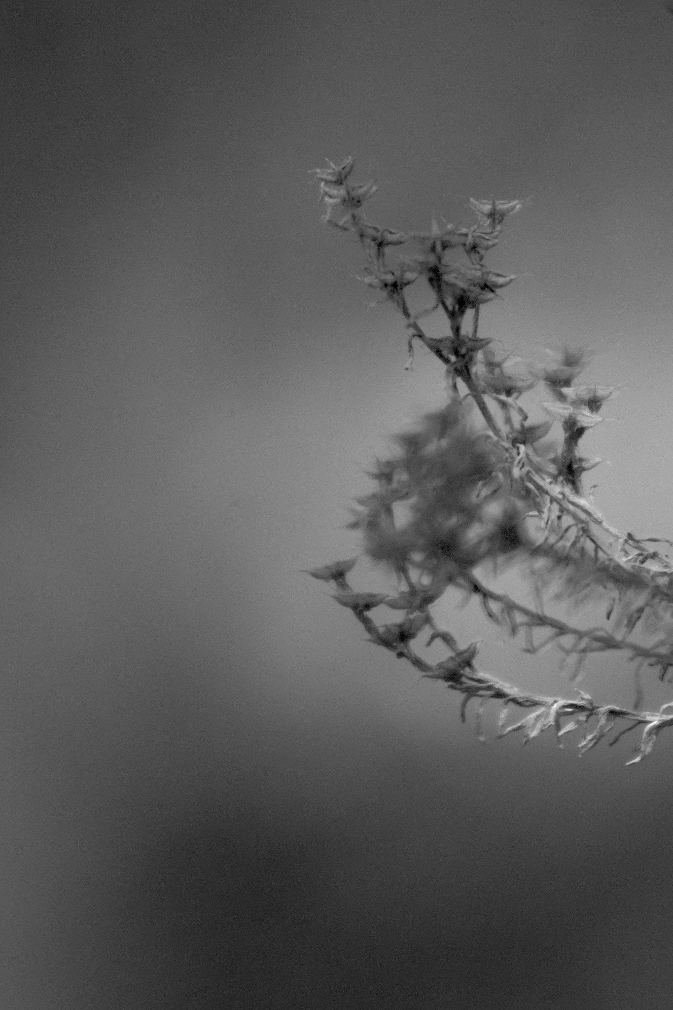 Canon EF 75-300mm f/4-5.6 USM sample photo. Flora minimal photography