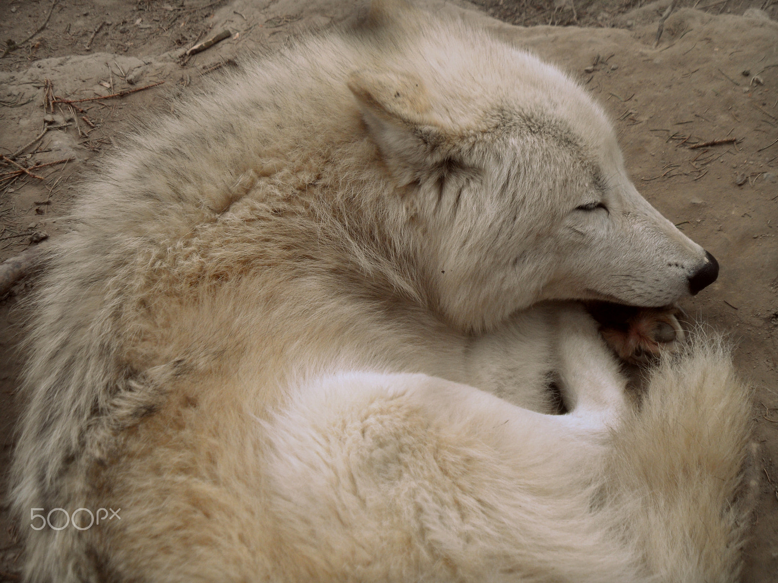Samsung WB600 / VLUU WB600 /  WB610 sample photo. Sleeping wolf photography