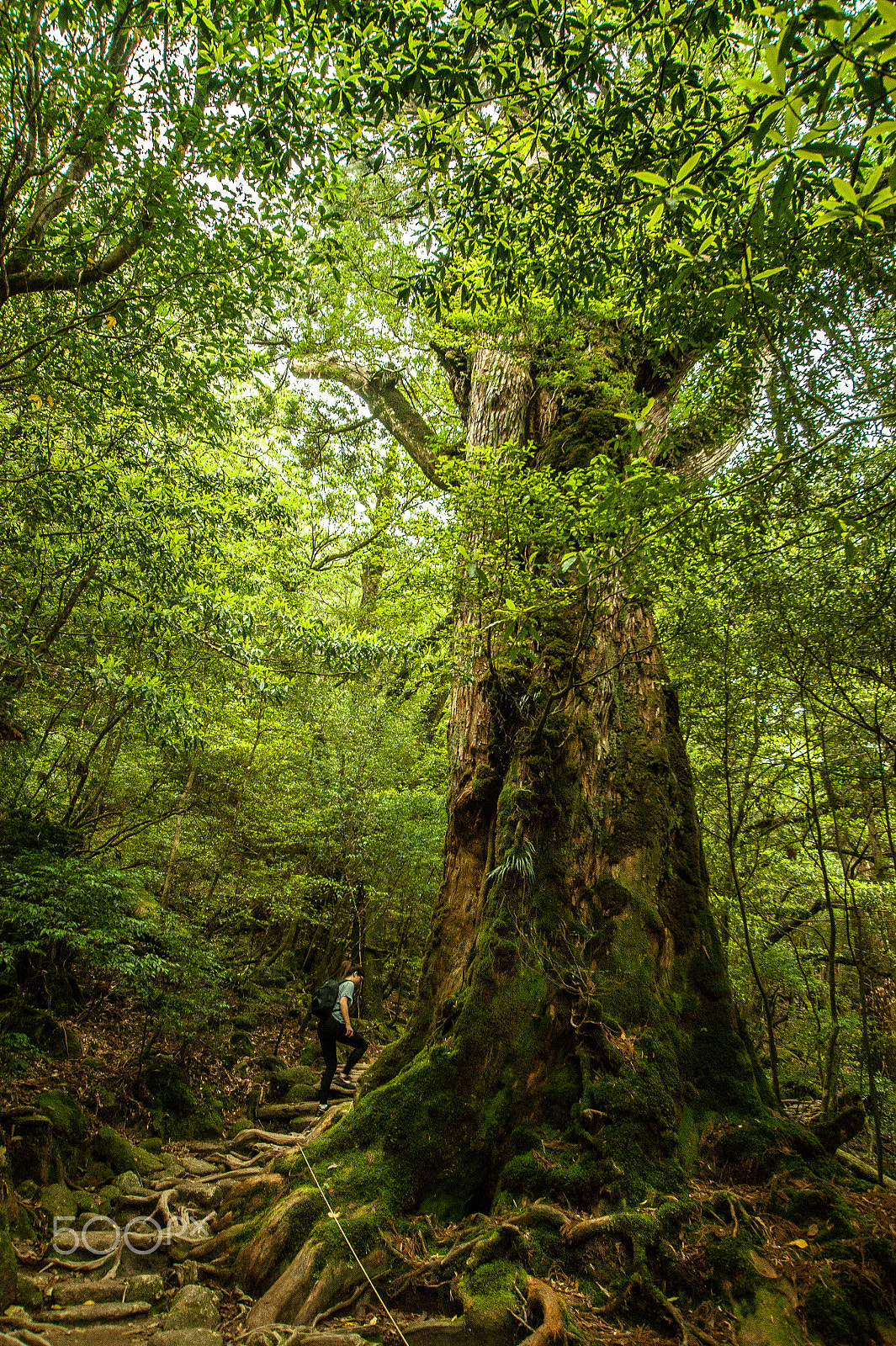 Sony Alpha DSLR-A350 sample photo. Japan2013jd photography