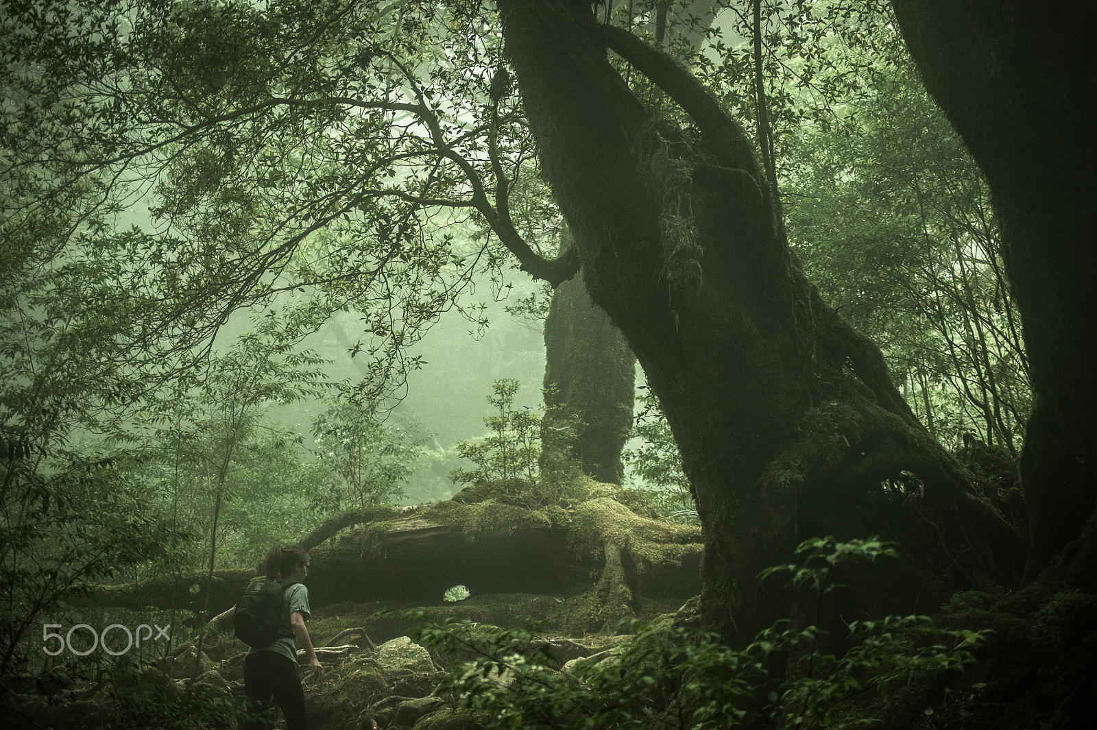 Sony DT 55-200mm F4-5.6 SAM sample photo. Japan2013jd photography