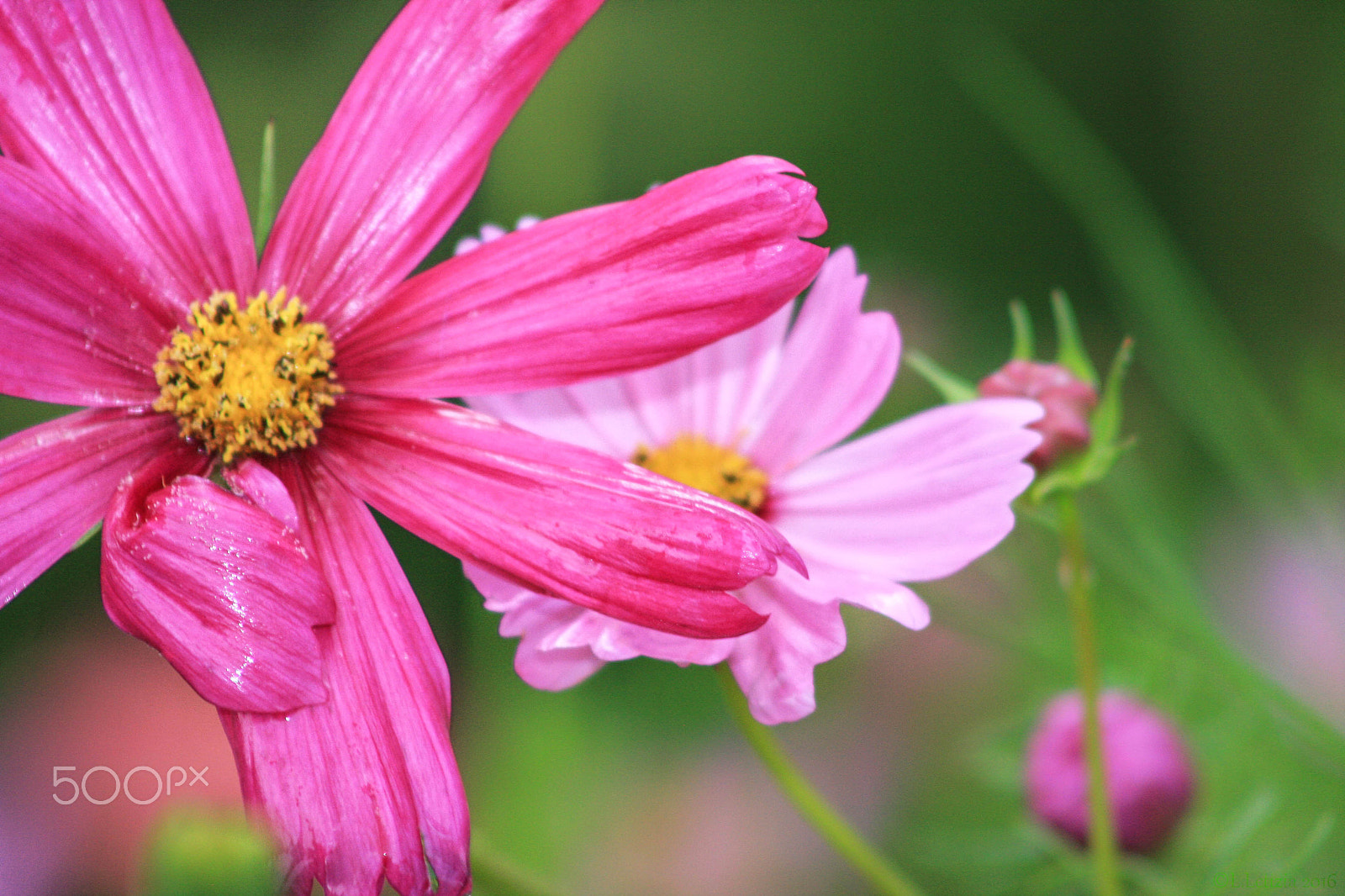 Canon EOS 40D + EF75-300mm f/4-5.6 sample photo. 07-31-2016-21.jpg photography