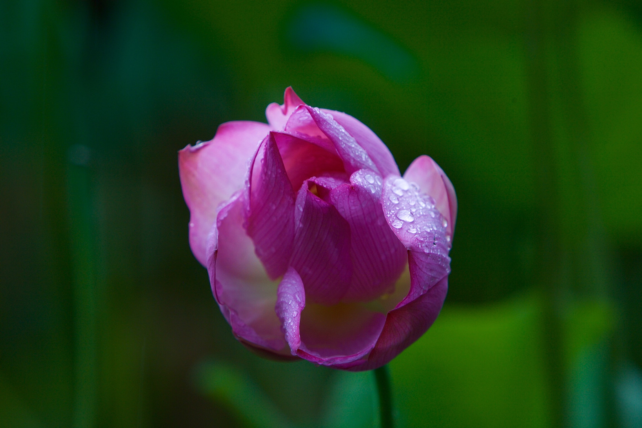 Canon EF 70-200mm F2.8L IS USM sample photo. Lotus photography