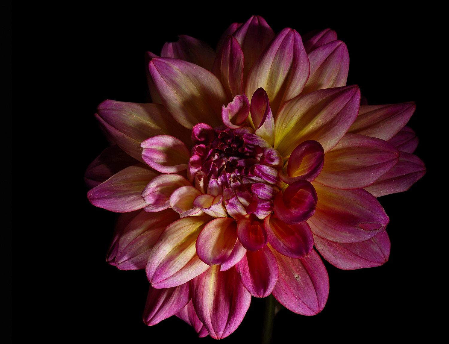 100mm F2.8 SSM sample photo. Left leaning dahlia. photography