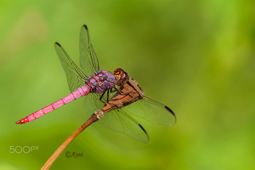 Canon EF 100-400mm F4.5-5.6L IS USM sample photo. Red-purple dragonfly photography