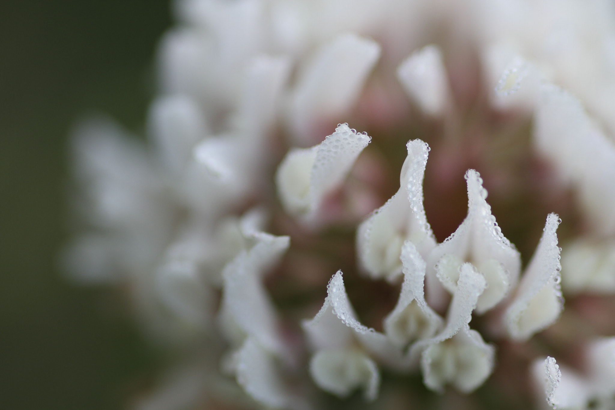 Canon EOS 7D + Tamron SP AF 90mm F2.8 Di Macro sample photo. Drop of water photography