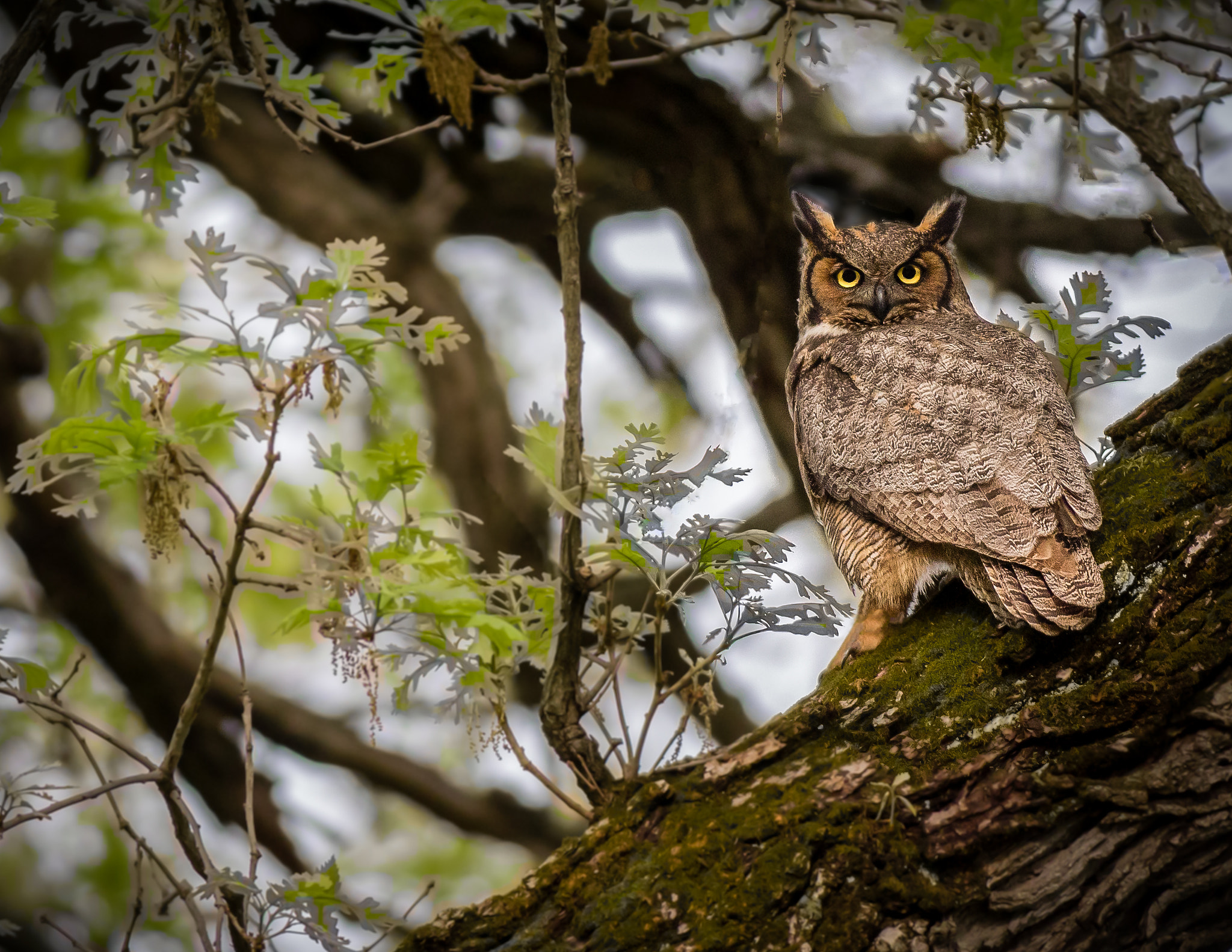 Canon EOS 7D Mark II + Canon EF 300mm f/2.8L sample photo. Great horned watching me. photography