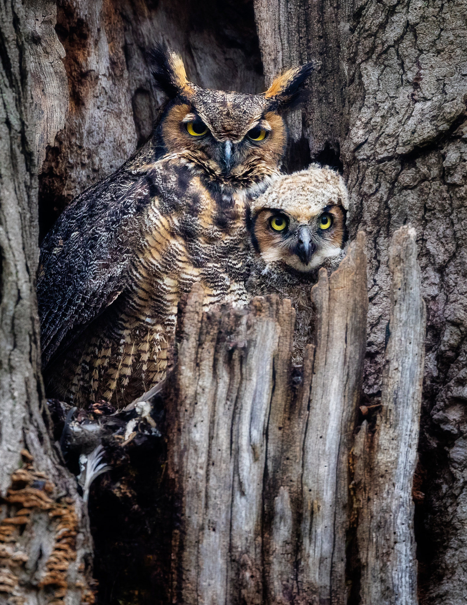 Canon EF 300mm F2.8L IS II USM sample photo. Momma and baby photography