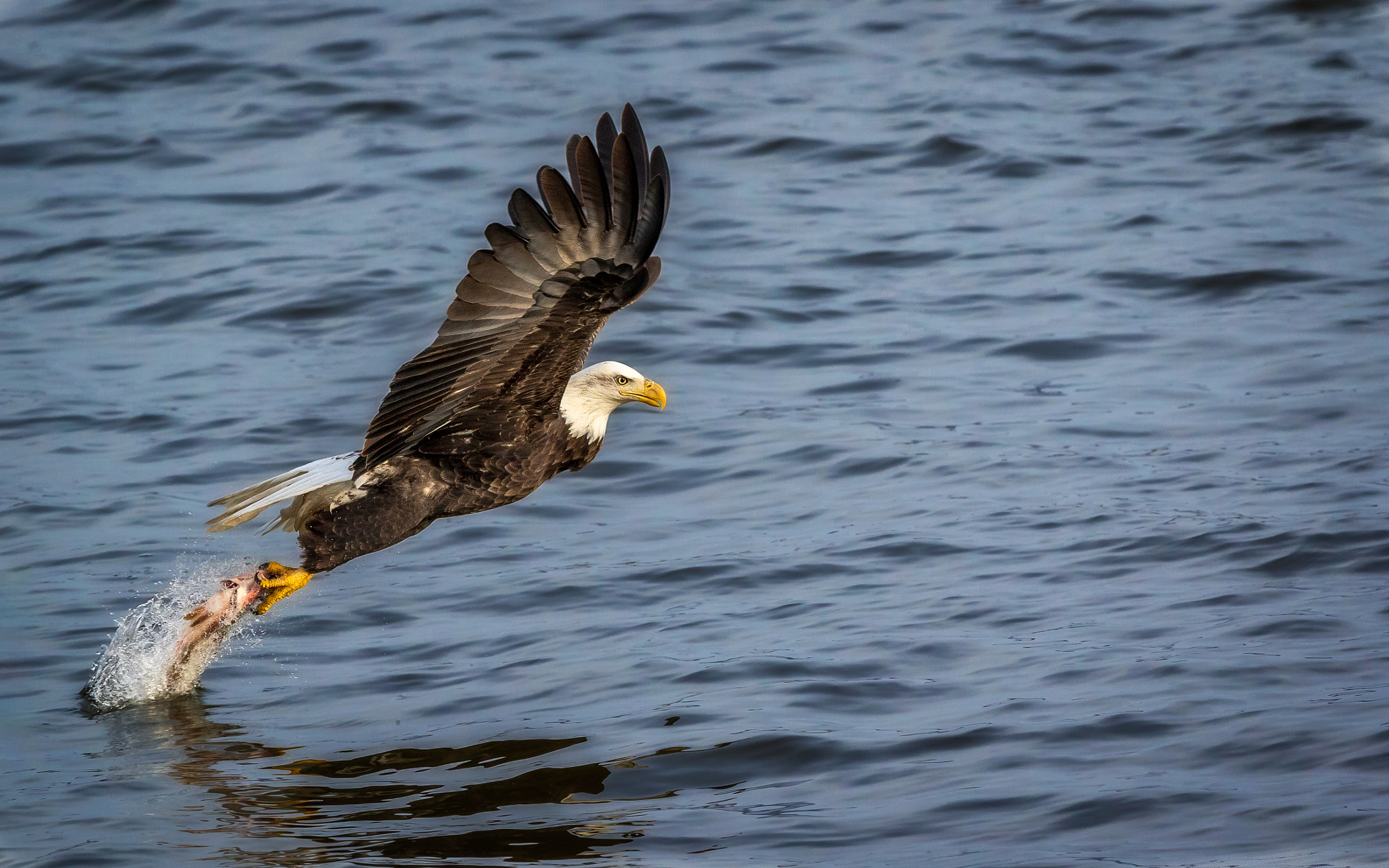 Canon EOS 7D Mark II + Canon EF 300mm F2.8L IS II USM sample photo. Bald eagle success!!! photography