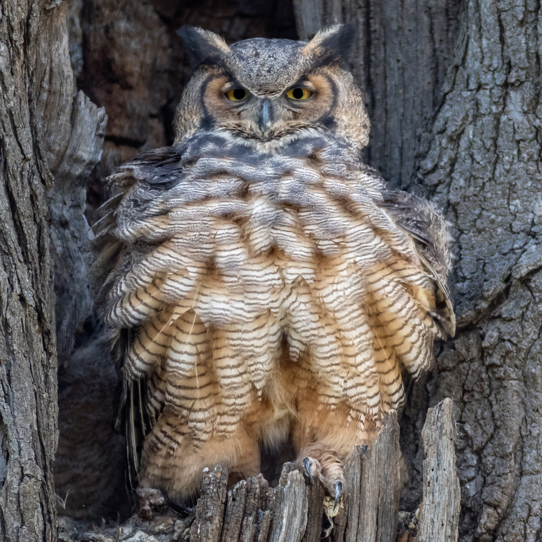 Canon EOS 7D Mark II + Canon EF 300mm f/2.8L + 1.4x sample photo. All puffed up. photography