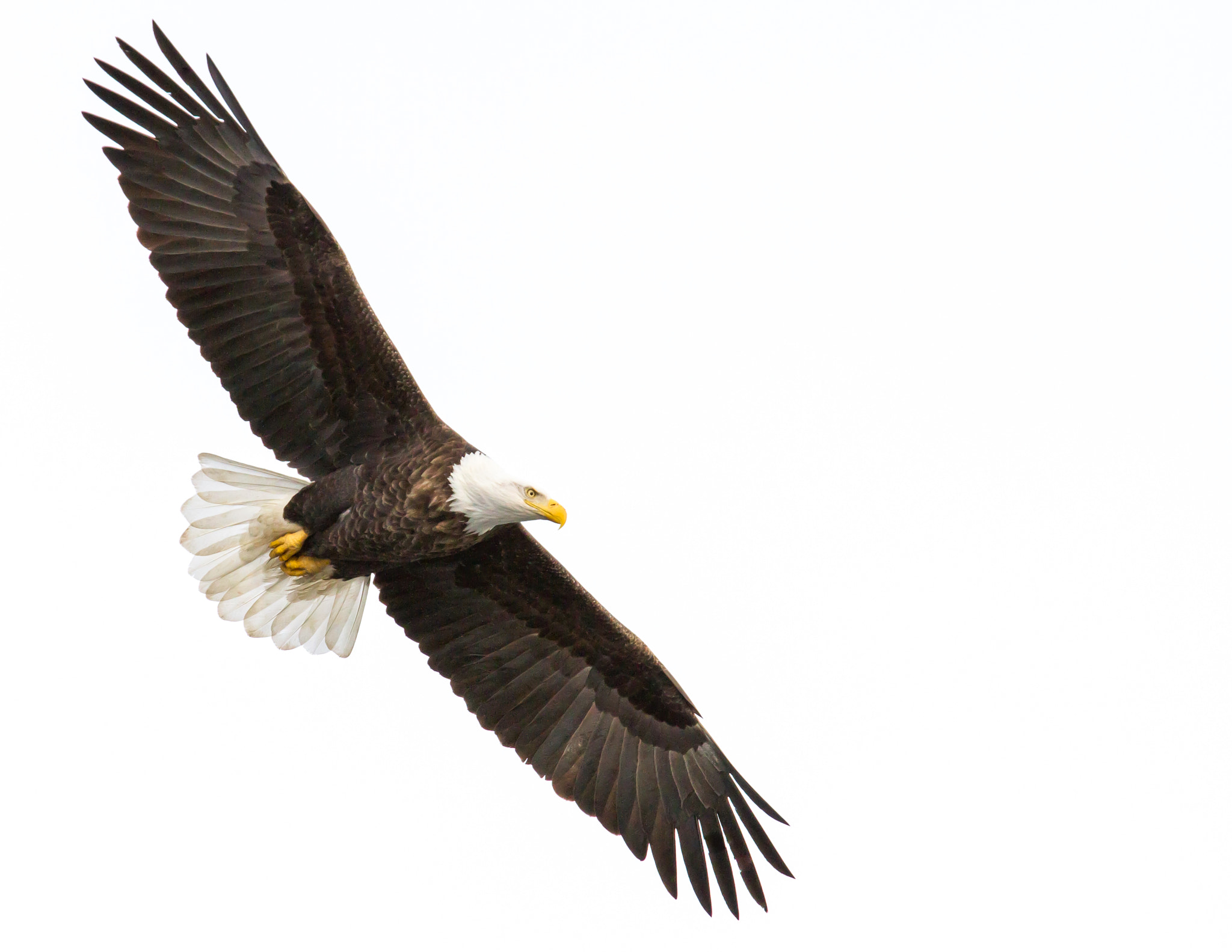 Canon EF 70-200mm F4L IS USM sample photo. Eagle spread photography