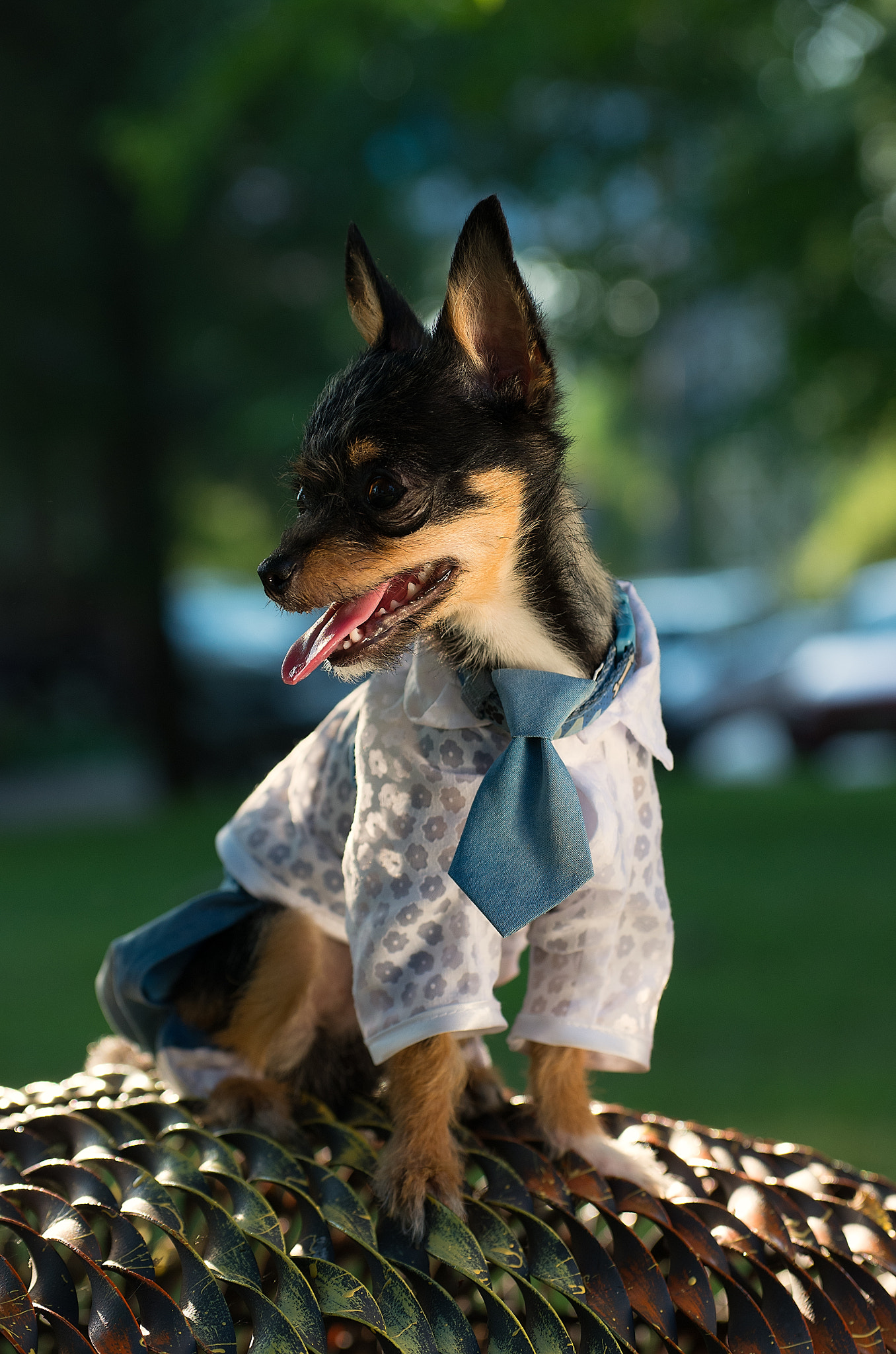 Pentax K-5 IIs sample photo. Fashion dogs photography