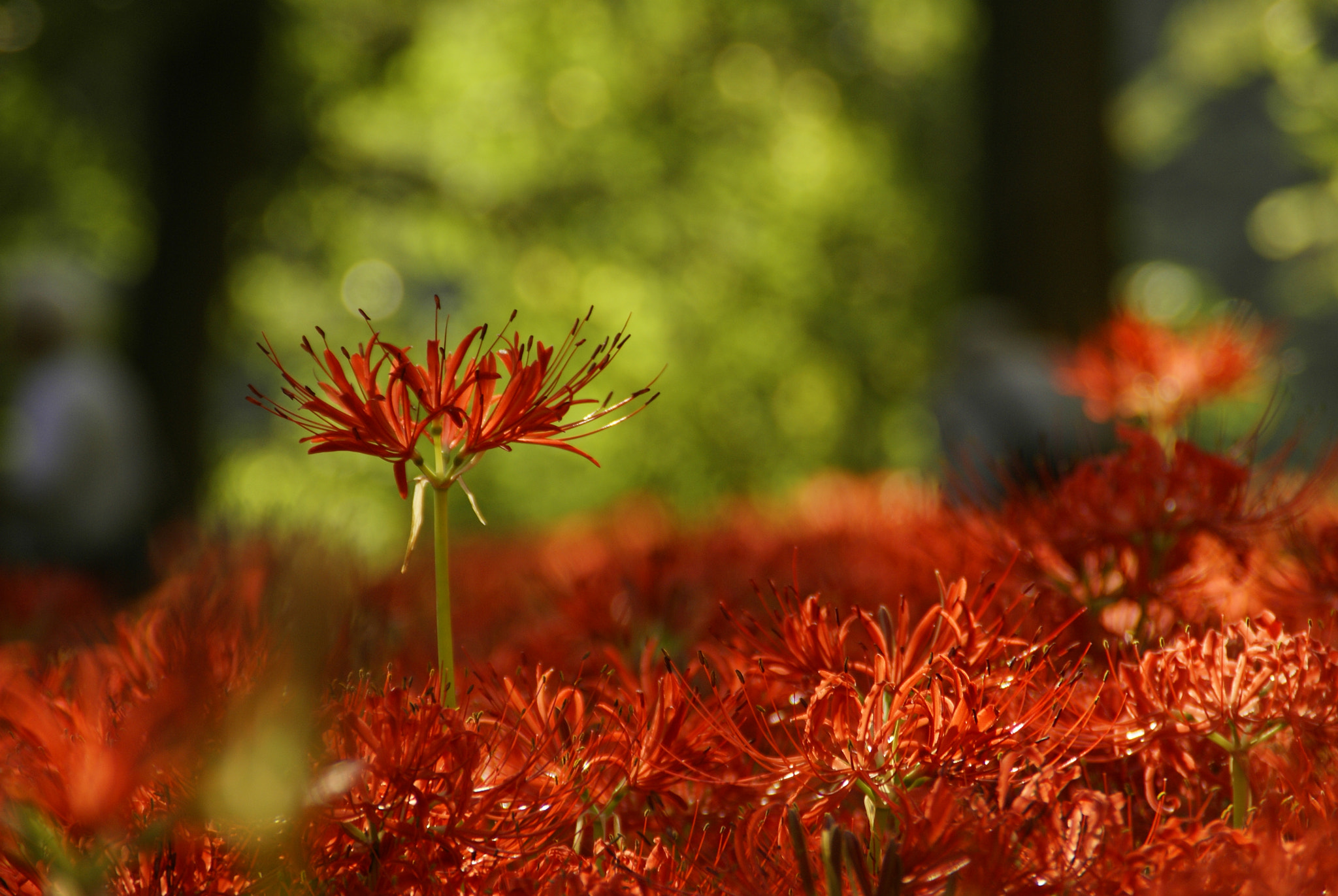 Sony Alpha DSLR-A100 sample photo. Cluster amaryllis photography