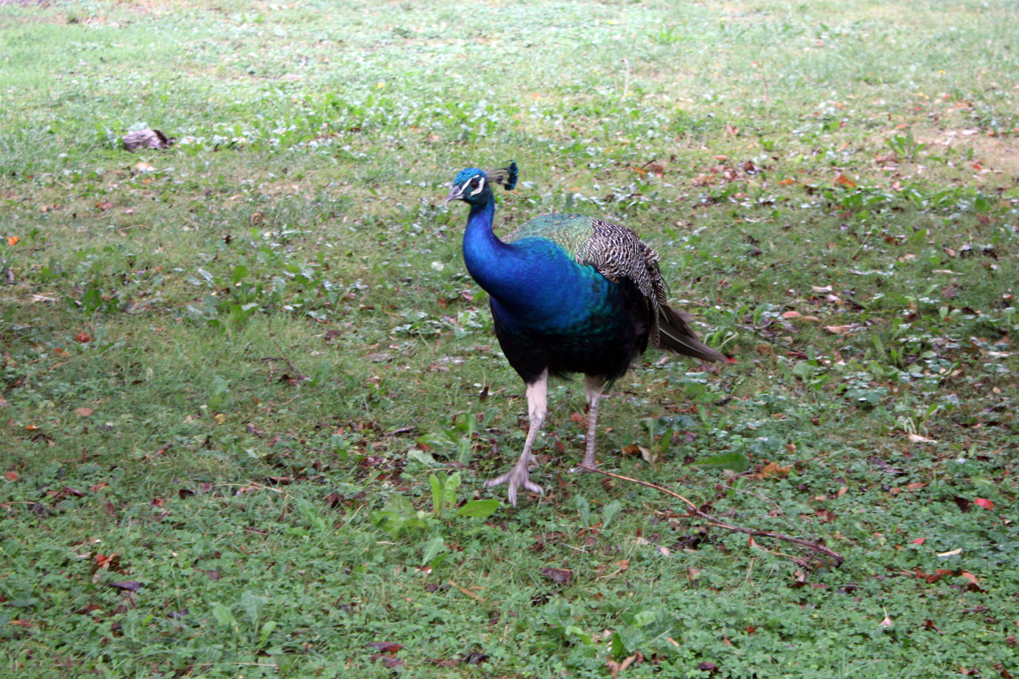 Canon EOS 500D (EOS Rebel T1i / EOS Kiss X3) sample photo. Peafowl photography
