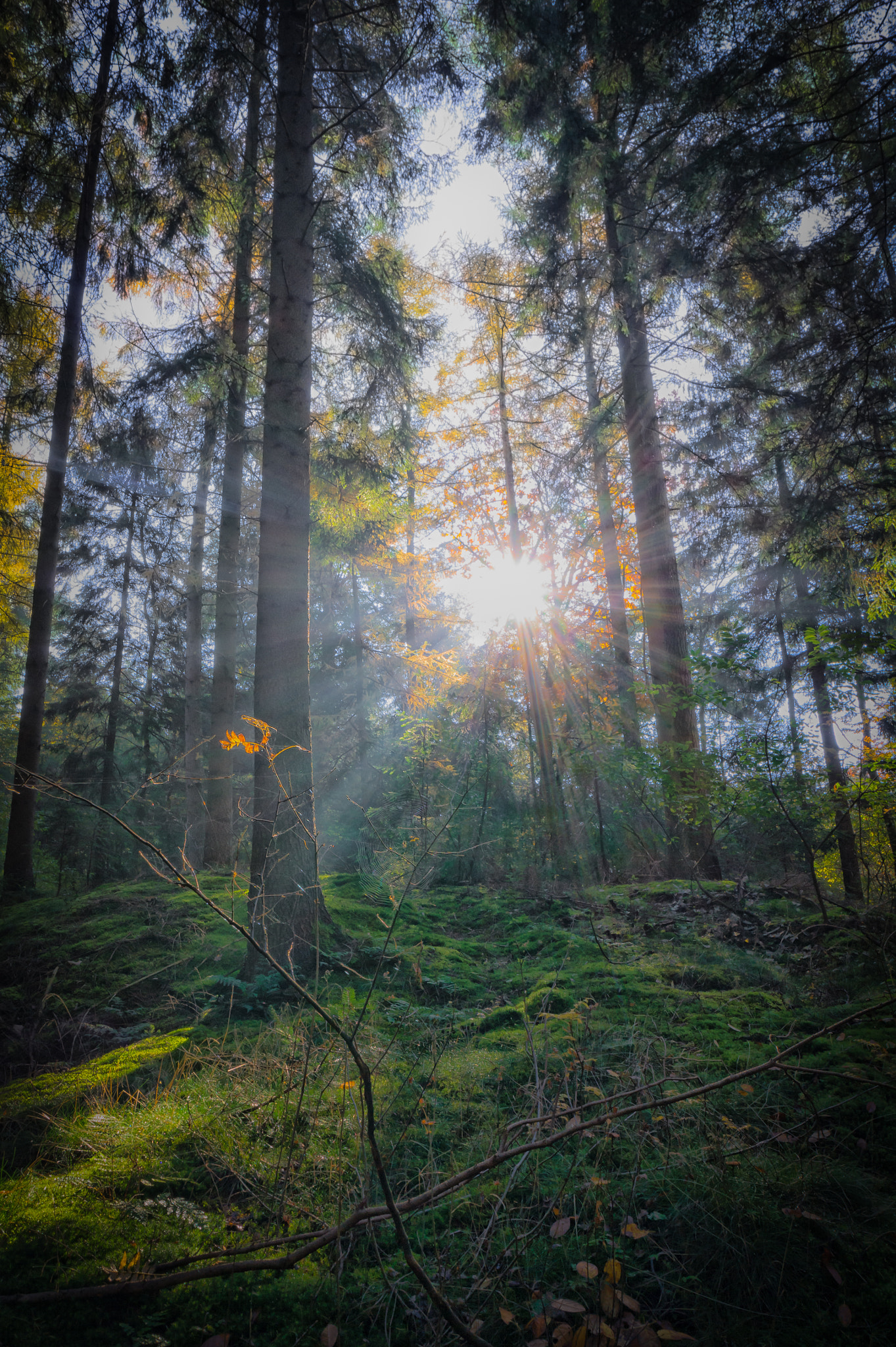 Samsung NX11 + Samsung NX 16-50mm F3.5-5.6 Power Zoom ED OIS sample photo. Sun rising in the forest photography
