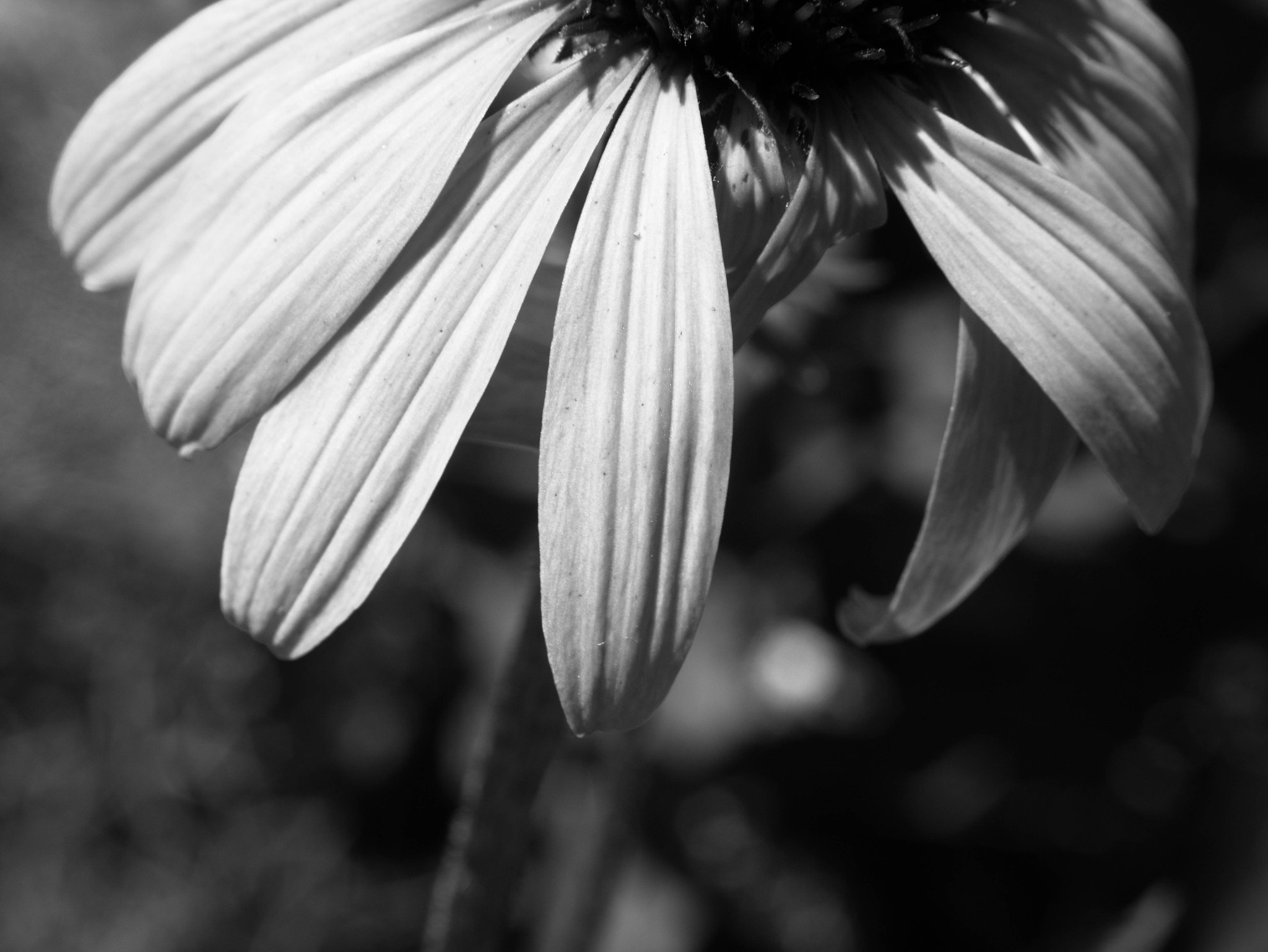 Panasonic Lumix G Vario 45-200mm F4-5.6 OIS sample photo. Kidnapped photography