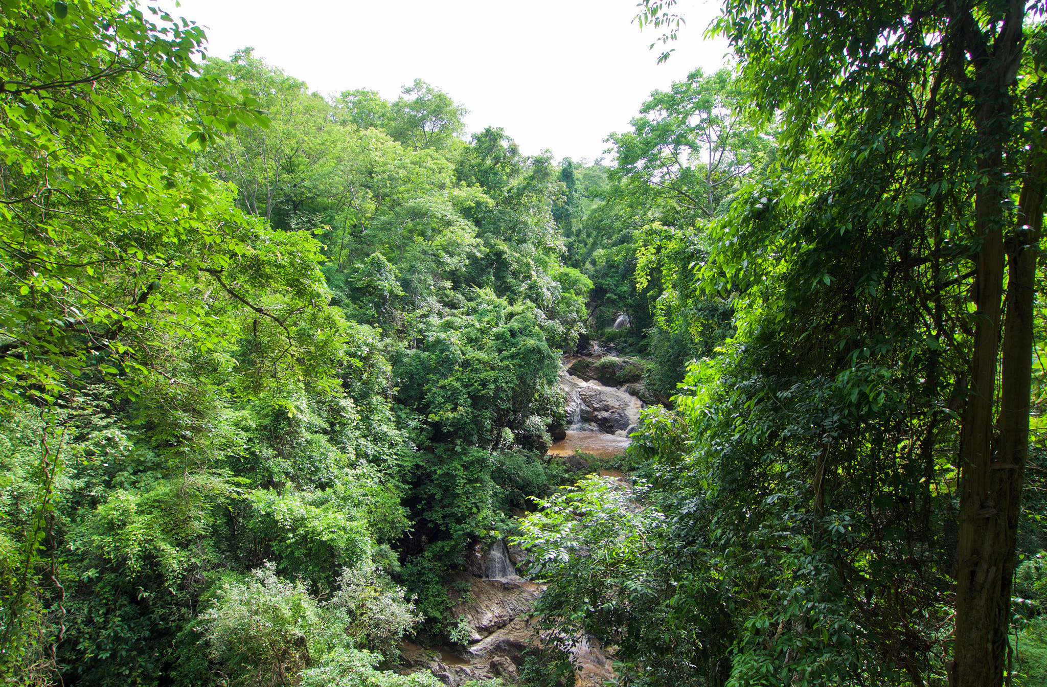 Olympus OM-D E-M5 + OLYMPUS M.9-18mm F4.0-5.6 sample photo. Thaï jungle photography