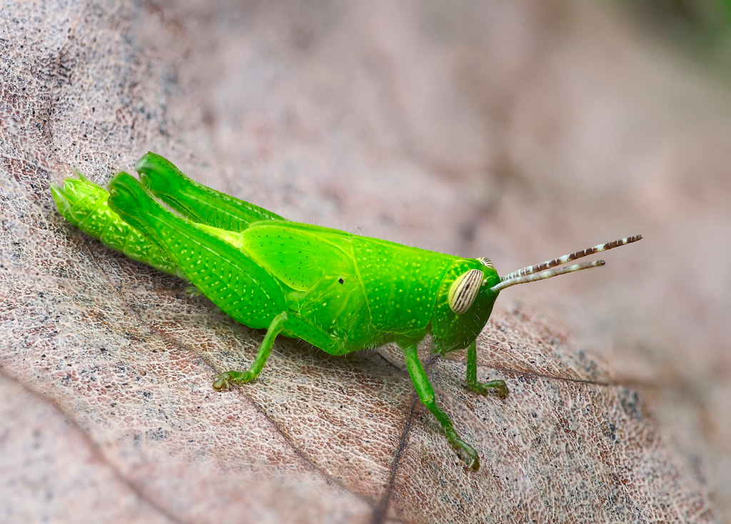 Grasshopper by Alexey Gnilenkov on 500px.com