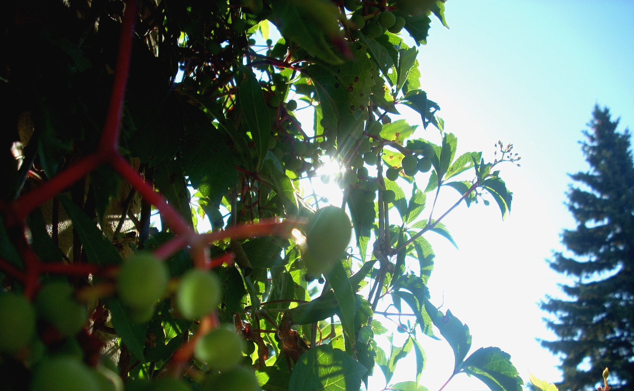 Nikon COOLPIX L11 sample photo. Shine ii photography