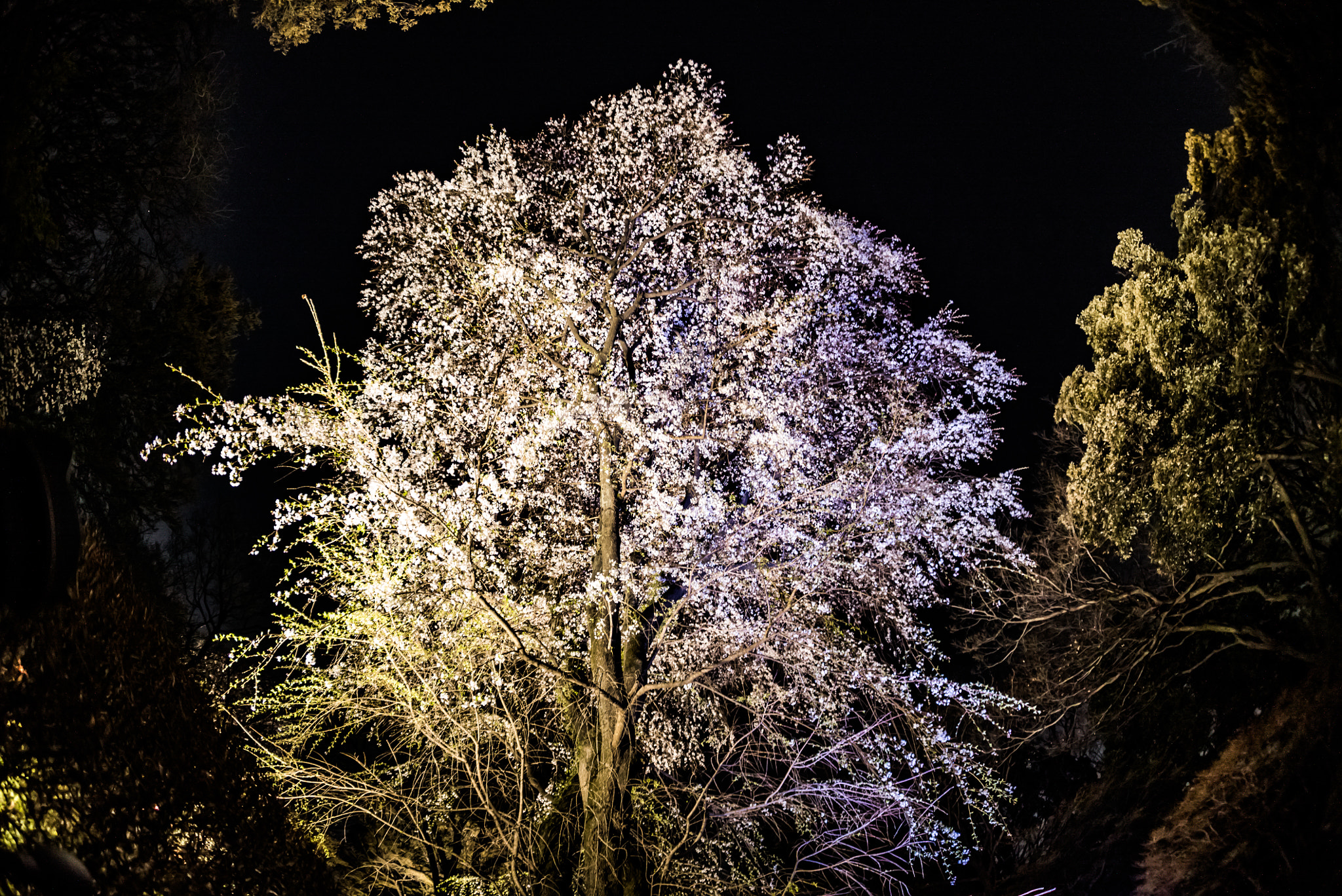 Sony a7S II + Sony 16mm F2.8 Fisheye sample photo. Night of beauty photography