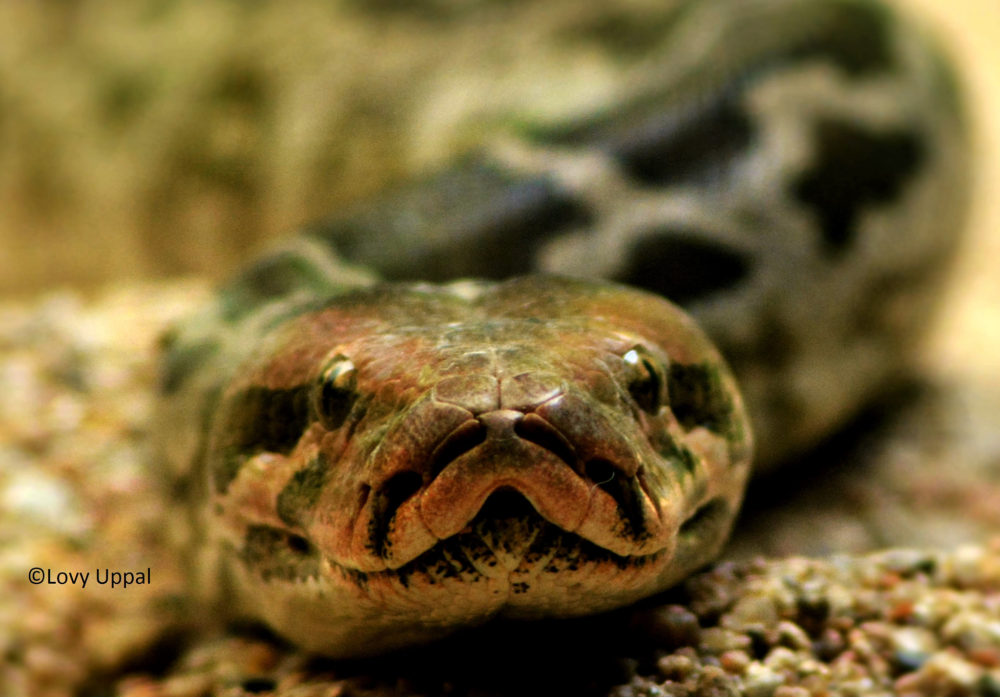 Nikon AF Nikkor 70-300mm F4-5.6G sample photo. Indian rock python photography