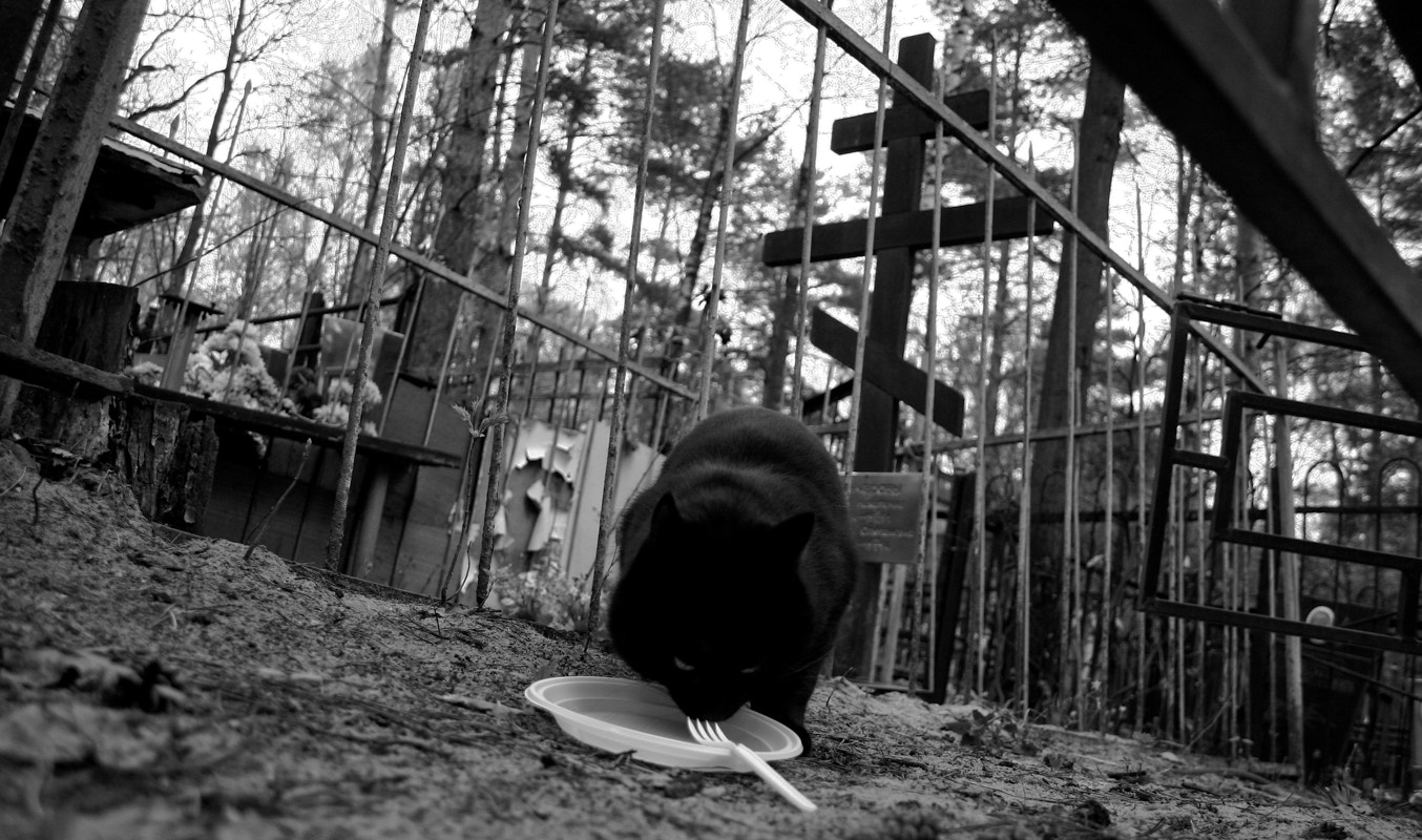 Canon EOS 30D sample photo. Black cat photography