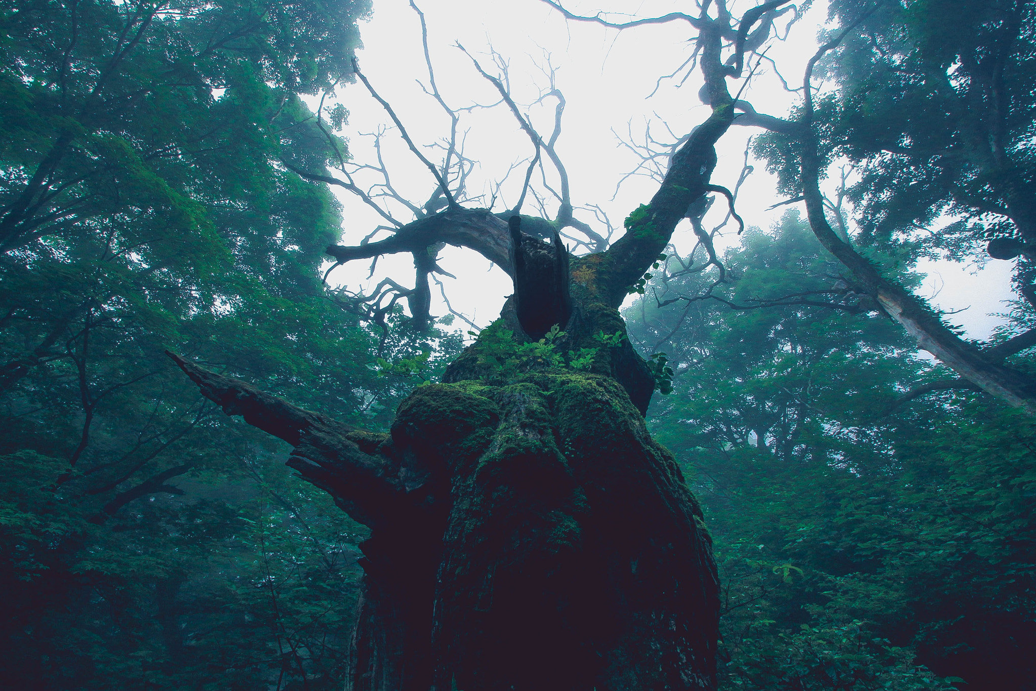Canon EOS 700D (EOS Rebel T5i / EOS Kiss X7i) sample photo. Akagi forest - akagikuritaro photography