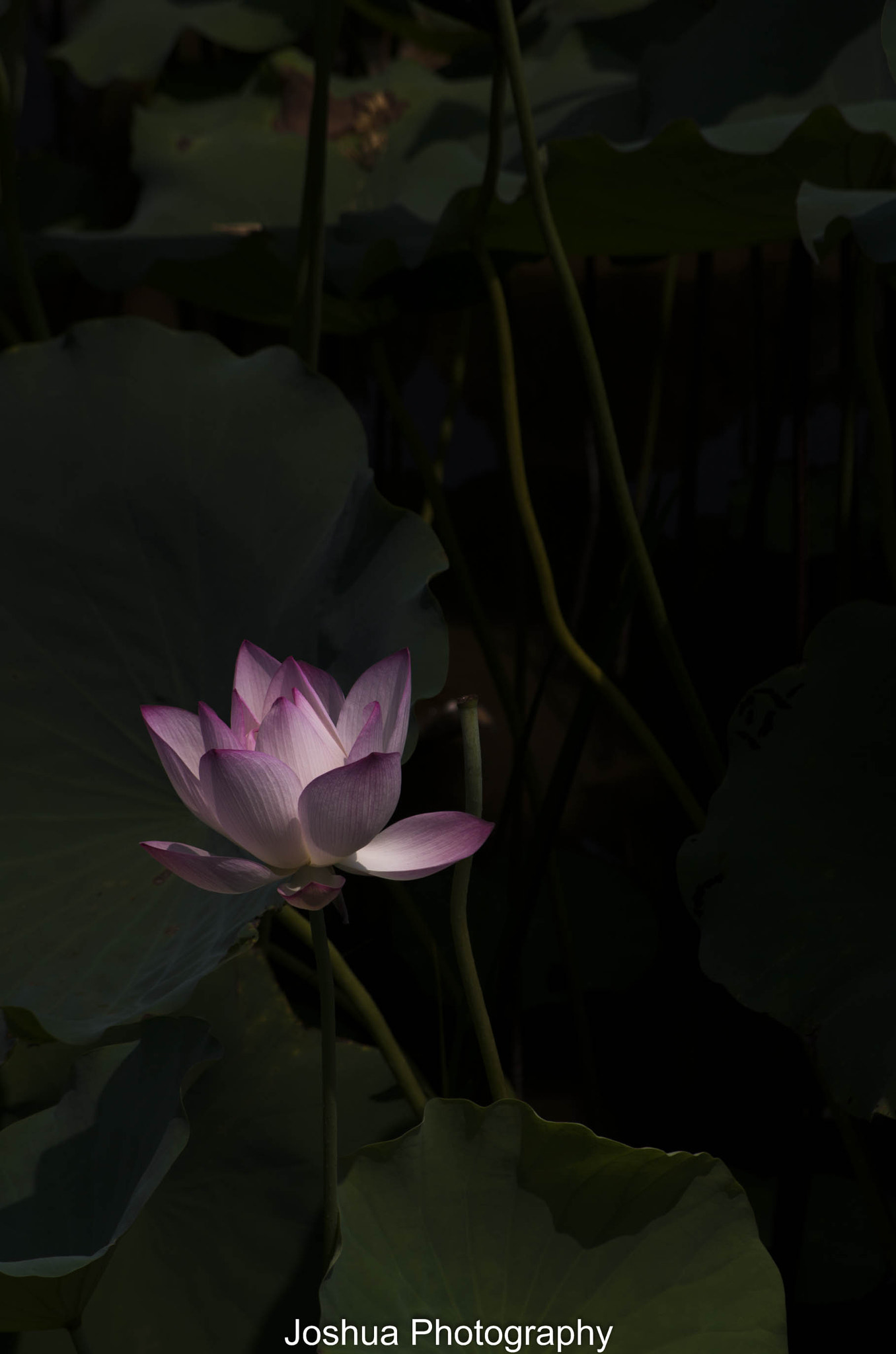 Pentax smc DA 50-200mm F4-5.6 ED sample photo. _igp2905.jpg photography