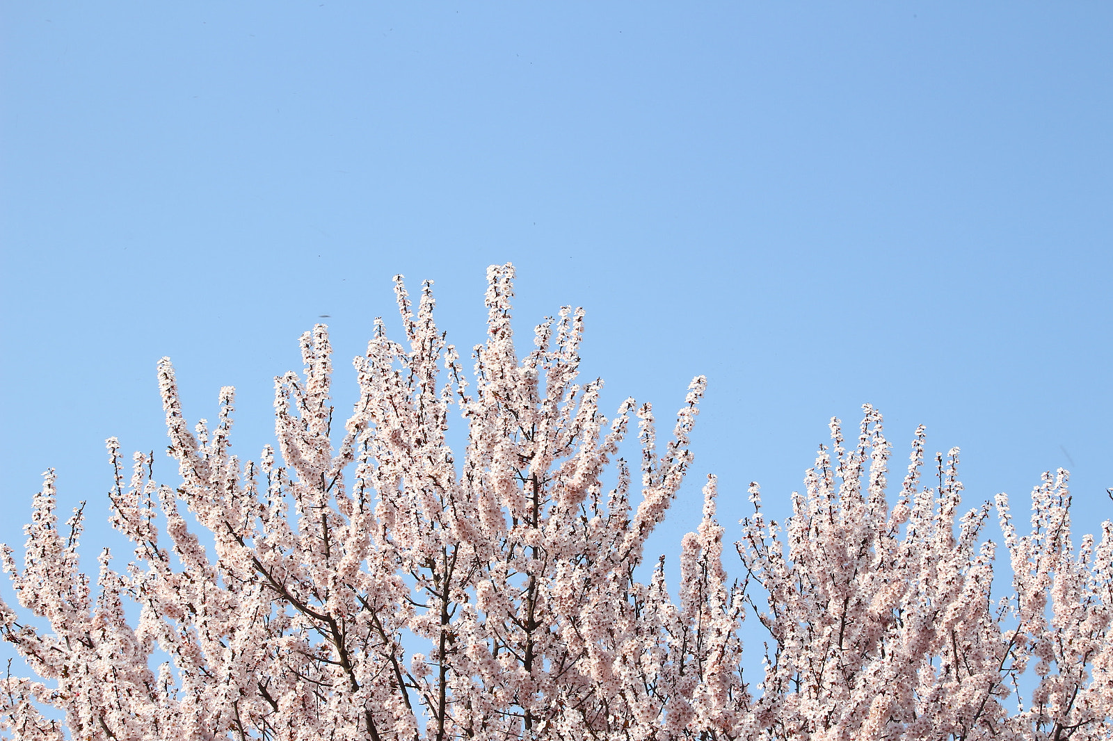 Canon EOS 100D (EOS Rebel SL1 / EOS Kiss X7) sample photo. Cherry photography