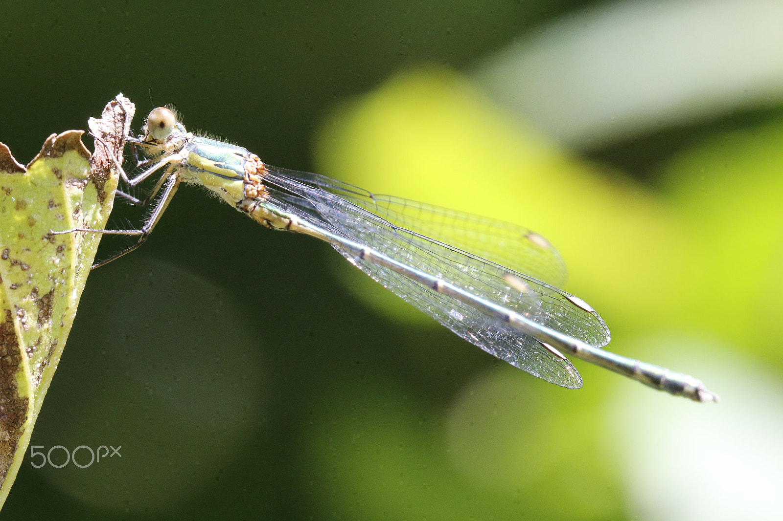 Sigma APO Macro 180mm F2.8 EX DG OS HSM sample photo. Dragonfly photography