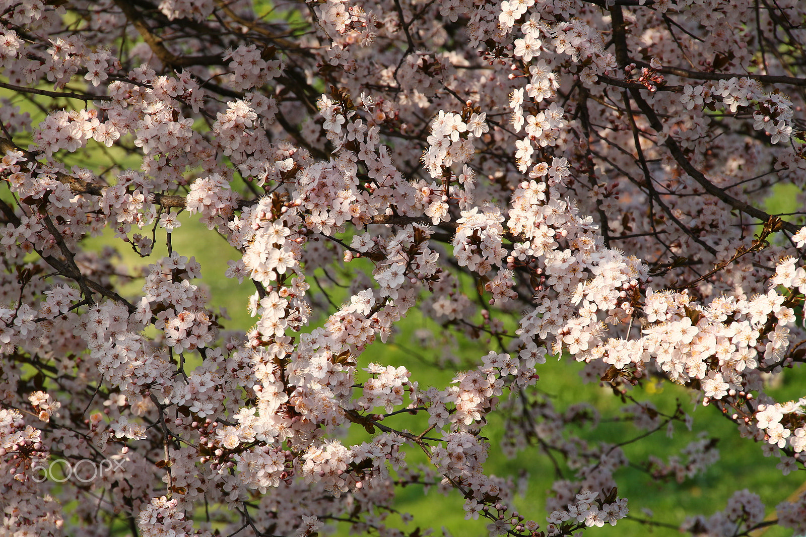 Canon EOS 100D (EOS Rebel SL1 / EOS Kiss X7) sample photo. Cherry blossom photography