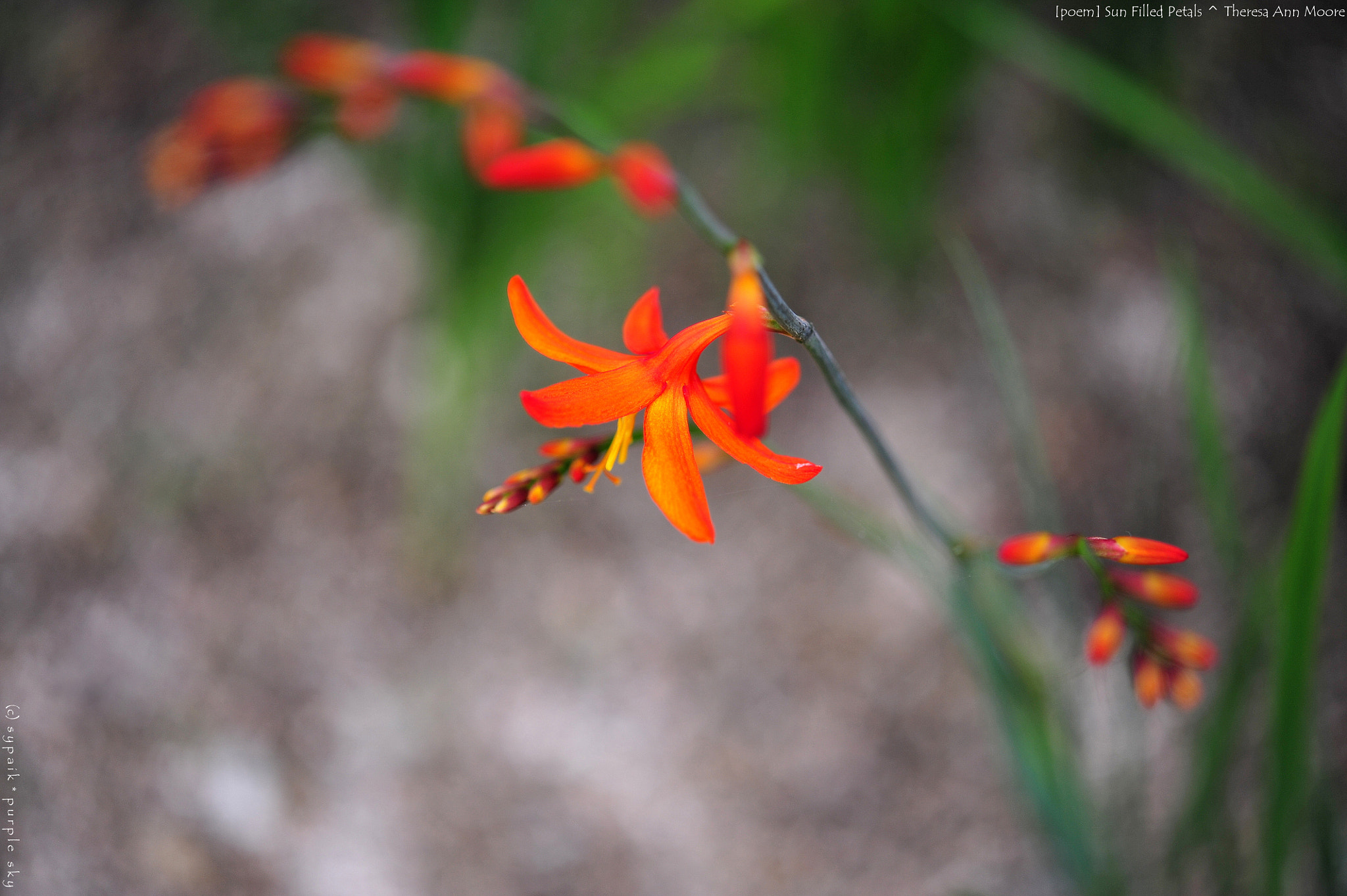 Nikon AF-S Micro-Nikkor 60mm F2.8G ED sample photo. Sun filled petals ii photography