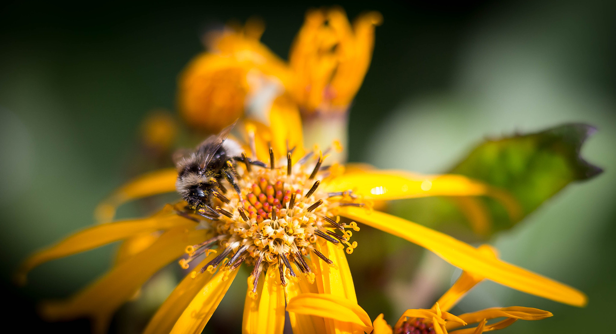 Sigma 85mm F1.4 EX DG HSM sample photo. Harvest photography
