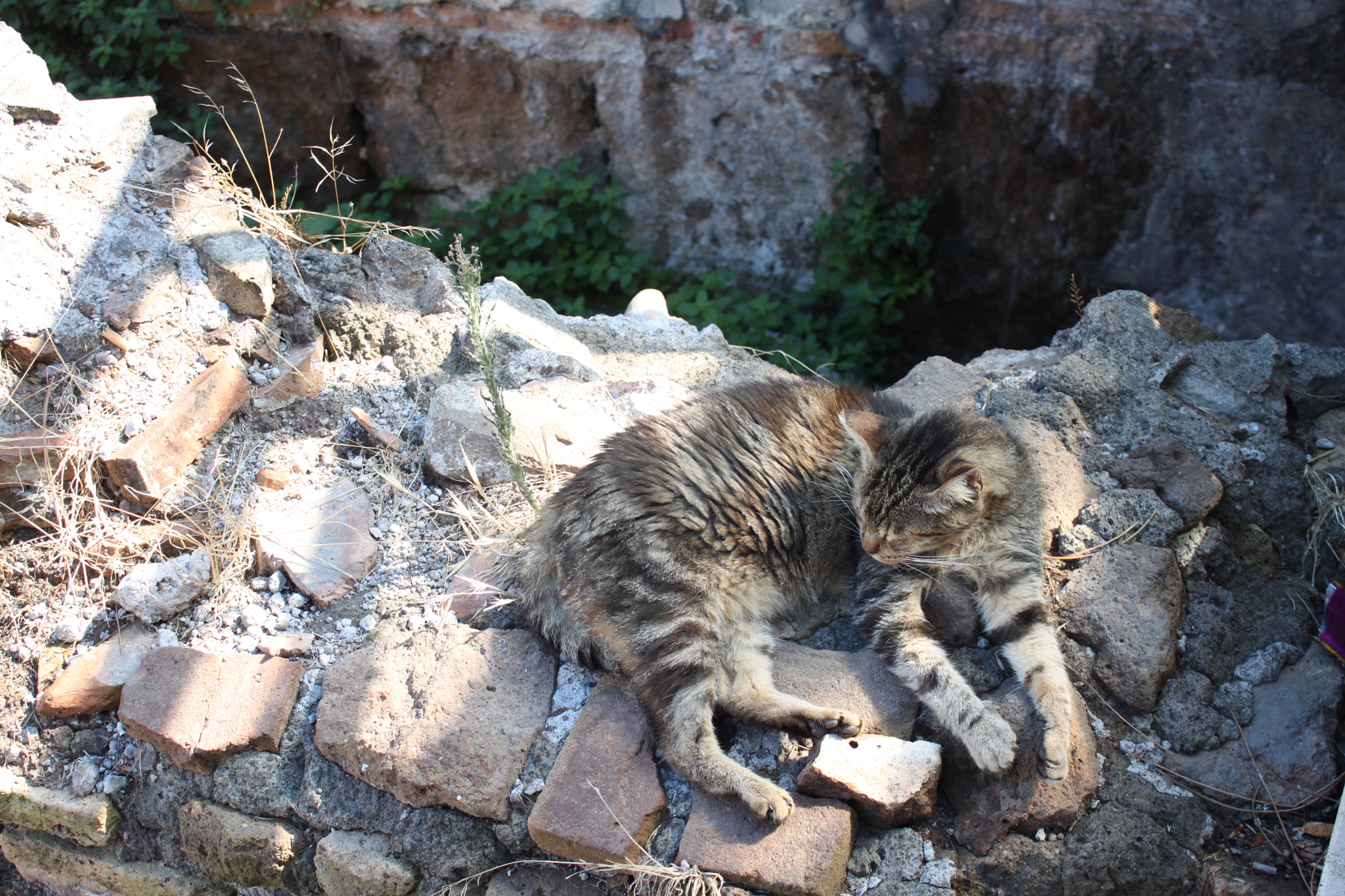 Canon EOS 500D (EOS Rebel T1i / EOS Kiss X3) sample photo. Italian cat photography