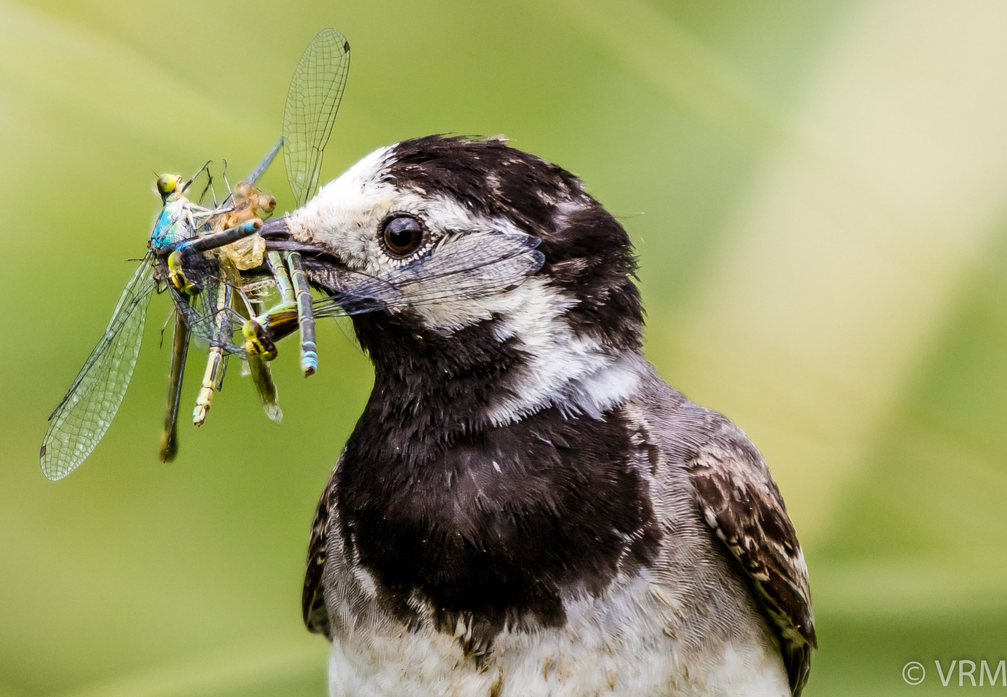 Canon EF 70-200mm F2.8L IS II USM sample photo. Hungry wagtail  photography