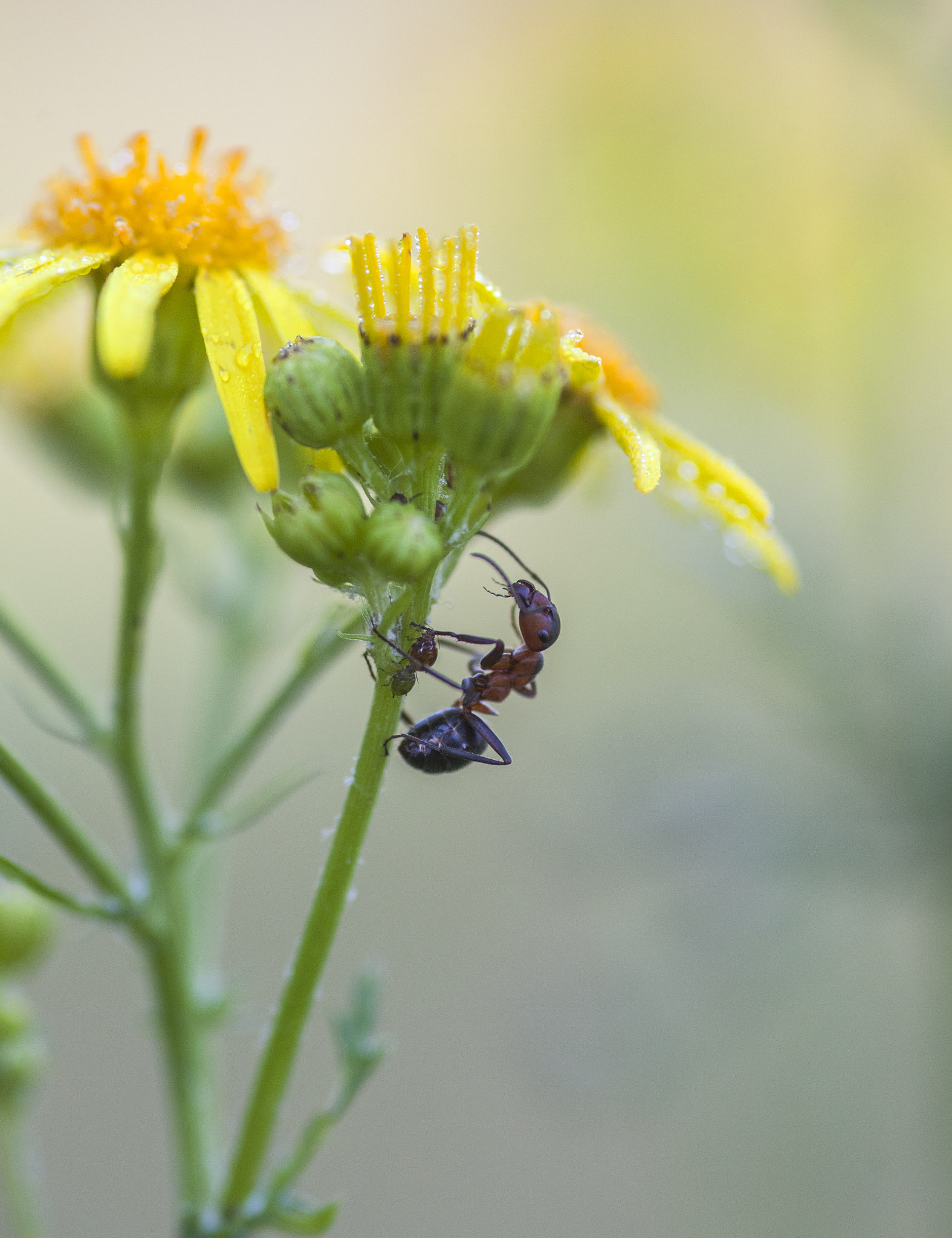 Canon EOS 5D Mark II + Sigma 105mm F2.8 EX DG Macro sample photo. Ant photography