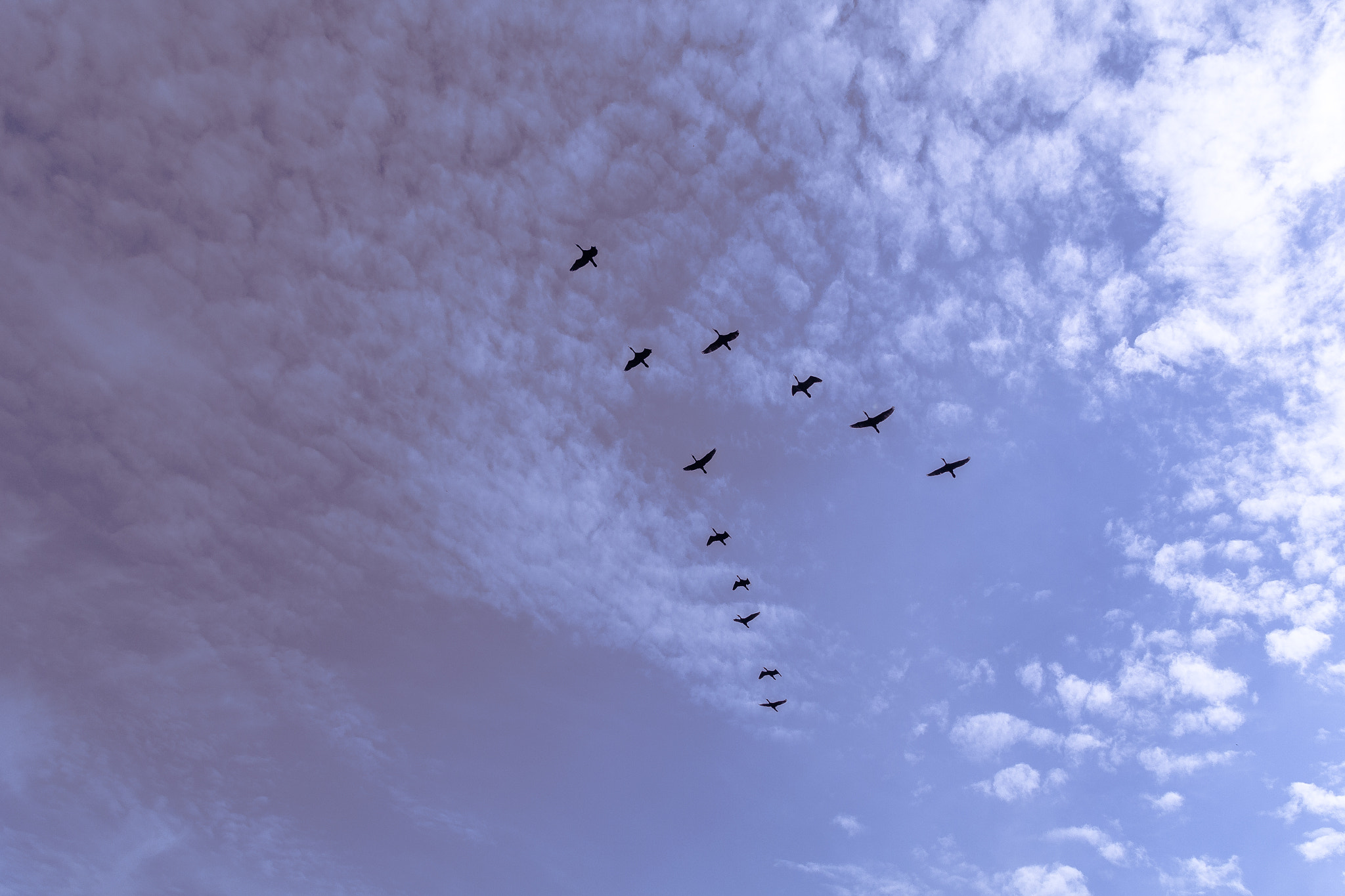 Sigma 18-200mm f/3.5-6.3 DC OS sample photo. The birds are up photography