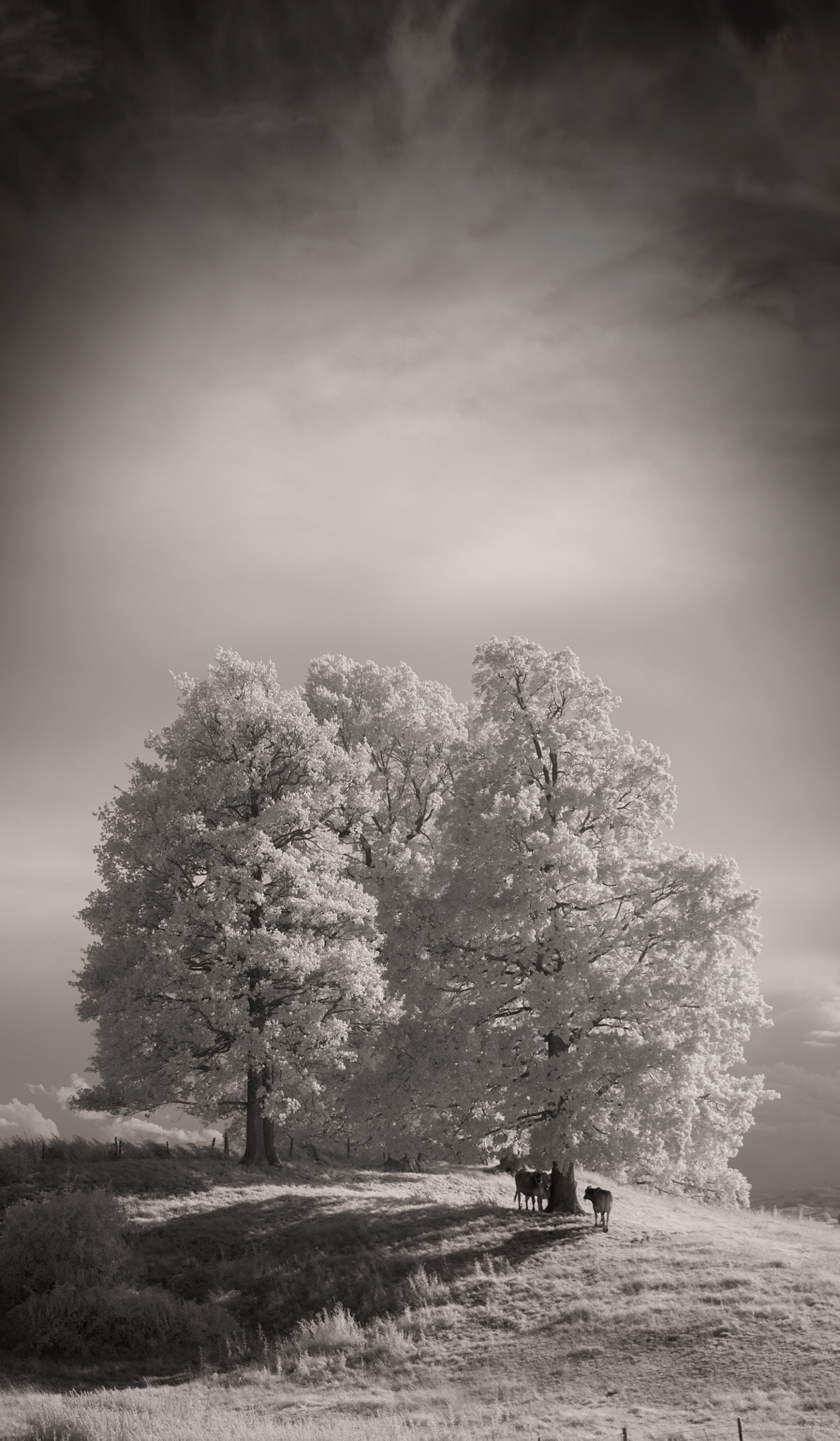 Canon EOS 5D + Canon EF 24-70mm F2.8L II USM sample photo. Cows in infrared! photography