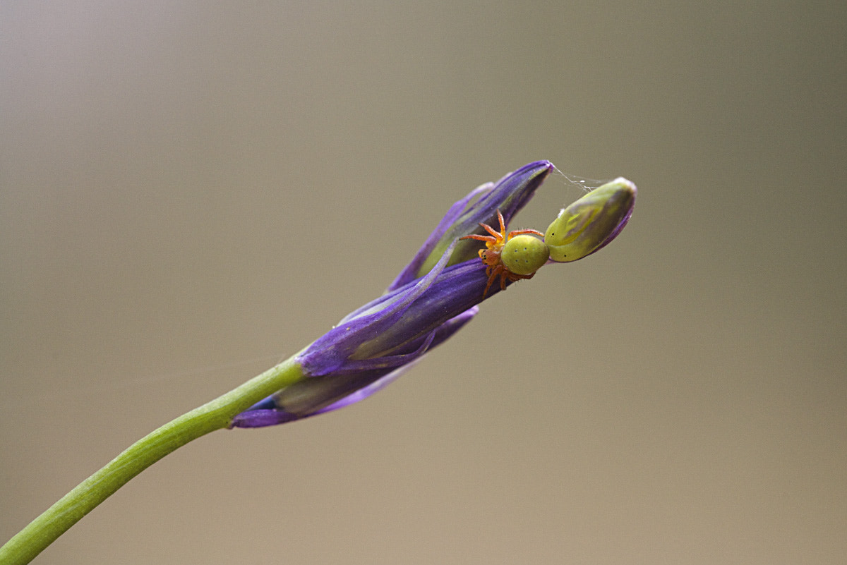Sigma APO Macro 150mm f/2.8 EX DG HSM sample photo. Spider on bluebell photography