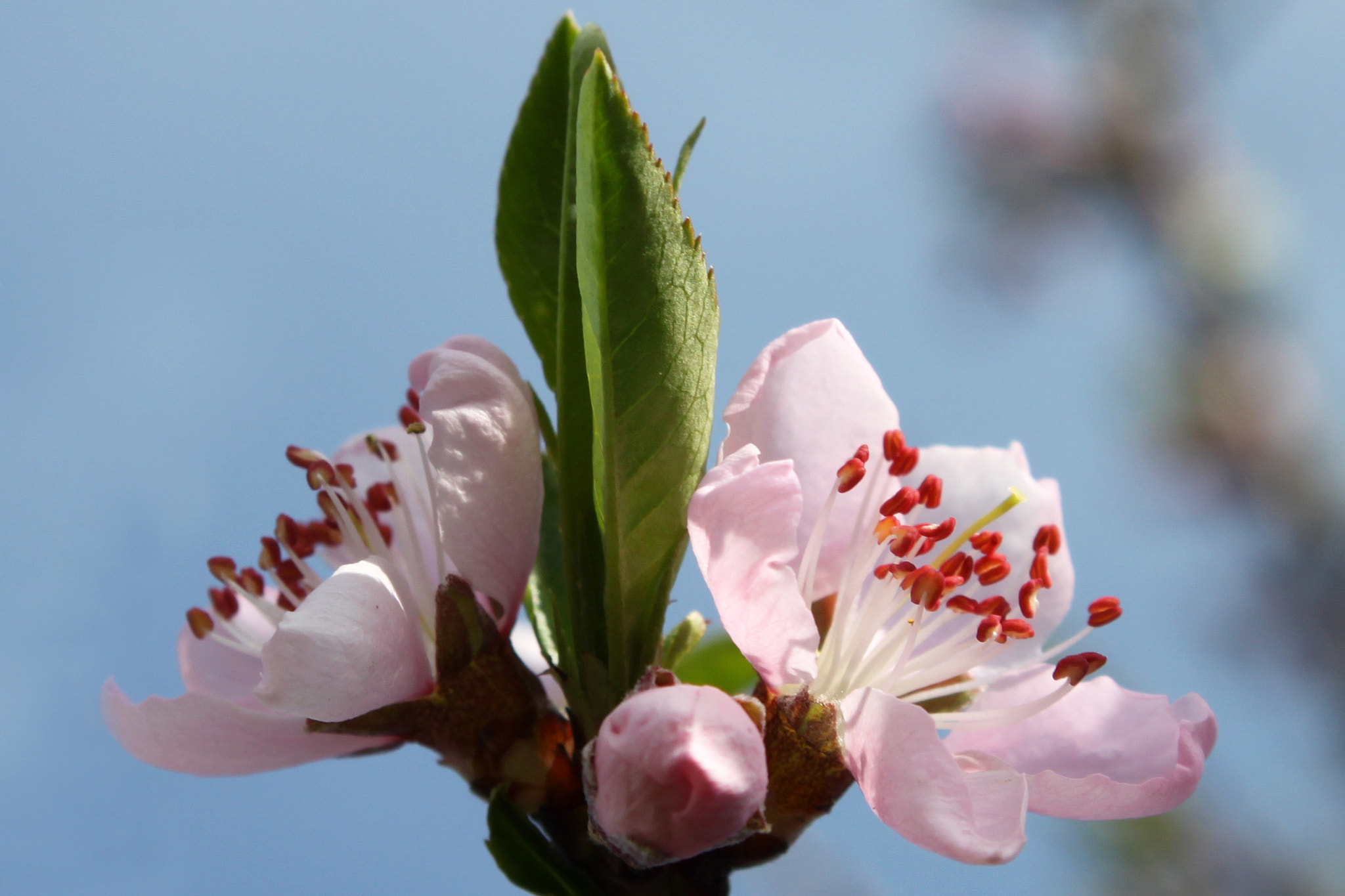 Canon EOS 500D (EOS Rebel T1i / EOS Kiss X3) sample photo. Spring blossom photography