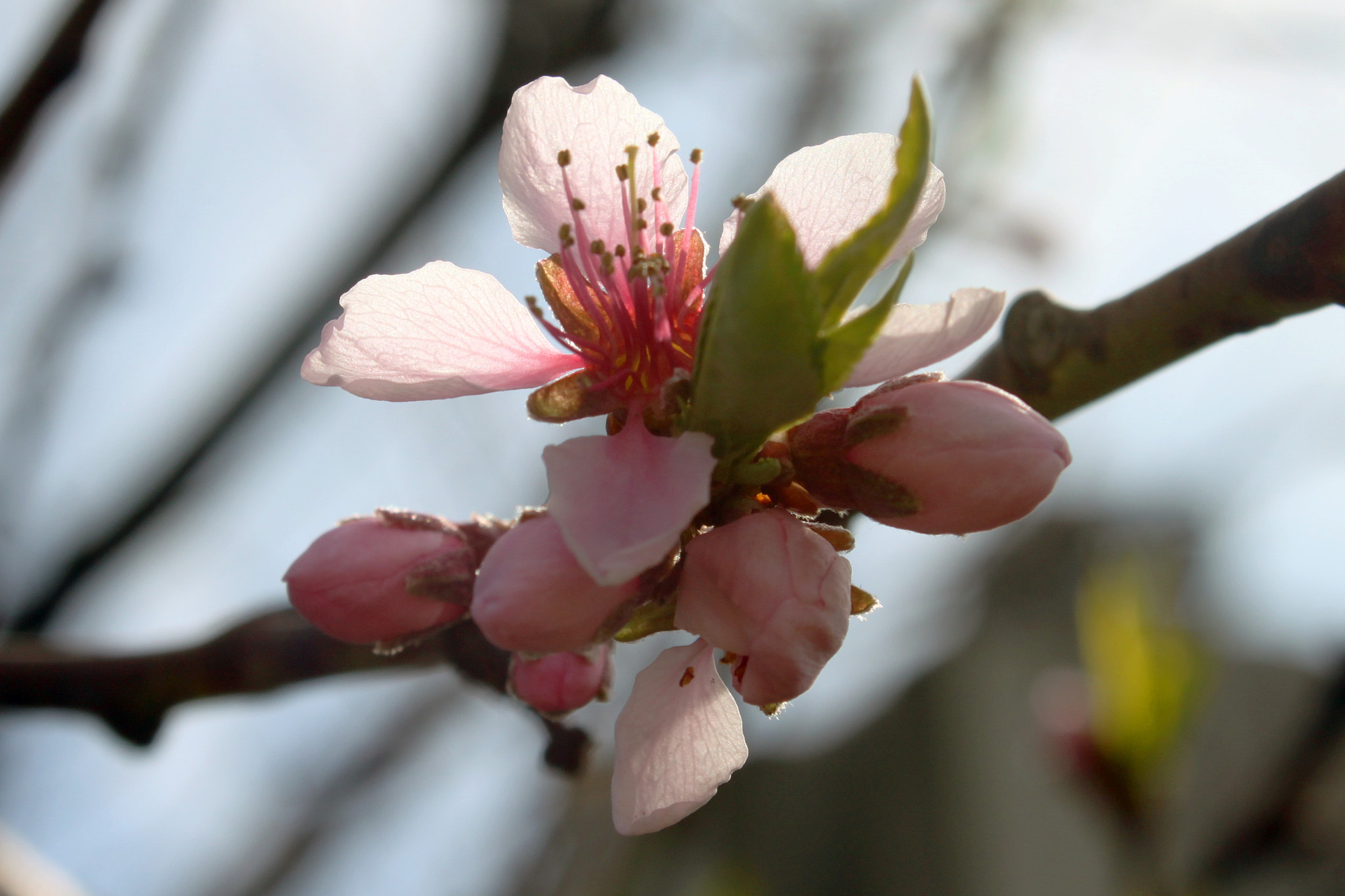Canon EOS 500D (EOS Rebel T1i / EOS Kiss X3) sample photo. Spring blossom photography