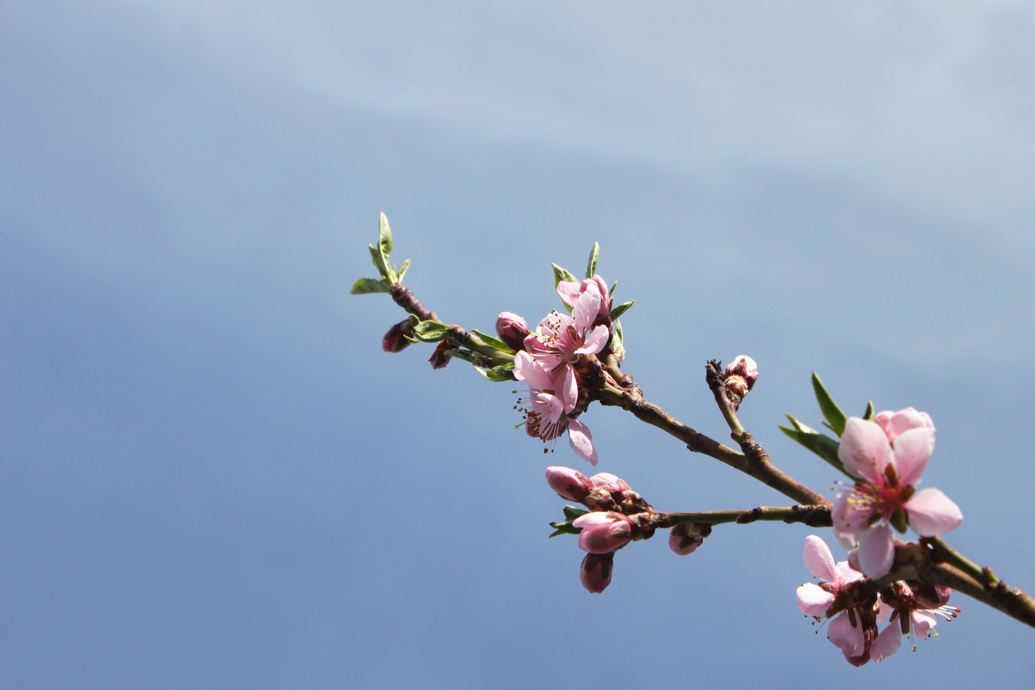 Canon EOS 500D (EOS Rebel T1i / EOS Kiss X3) sample photo. Spring blossom photography