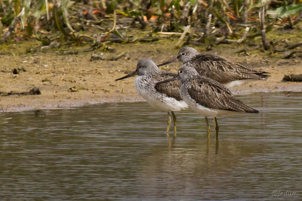 Canon EOS 550D (EOS Rebel T2i / EOS Kiss X4) + Canon EF 600mm f/4L IS sample photo. Chevalier aboyeur photography