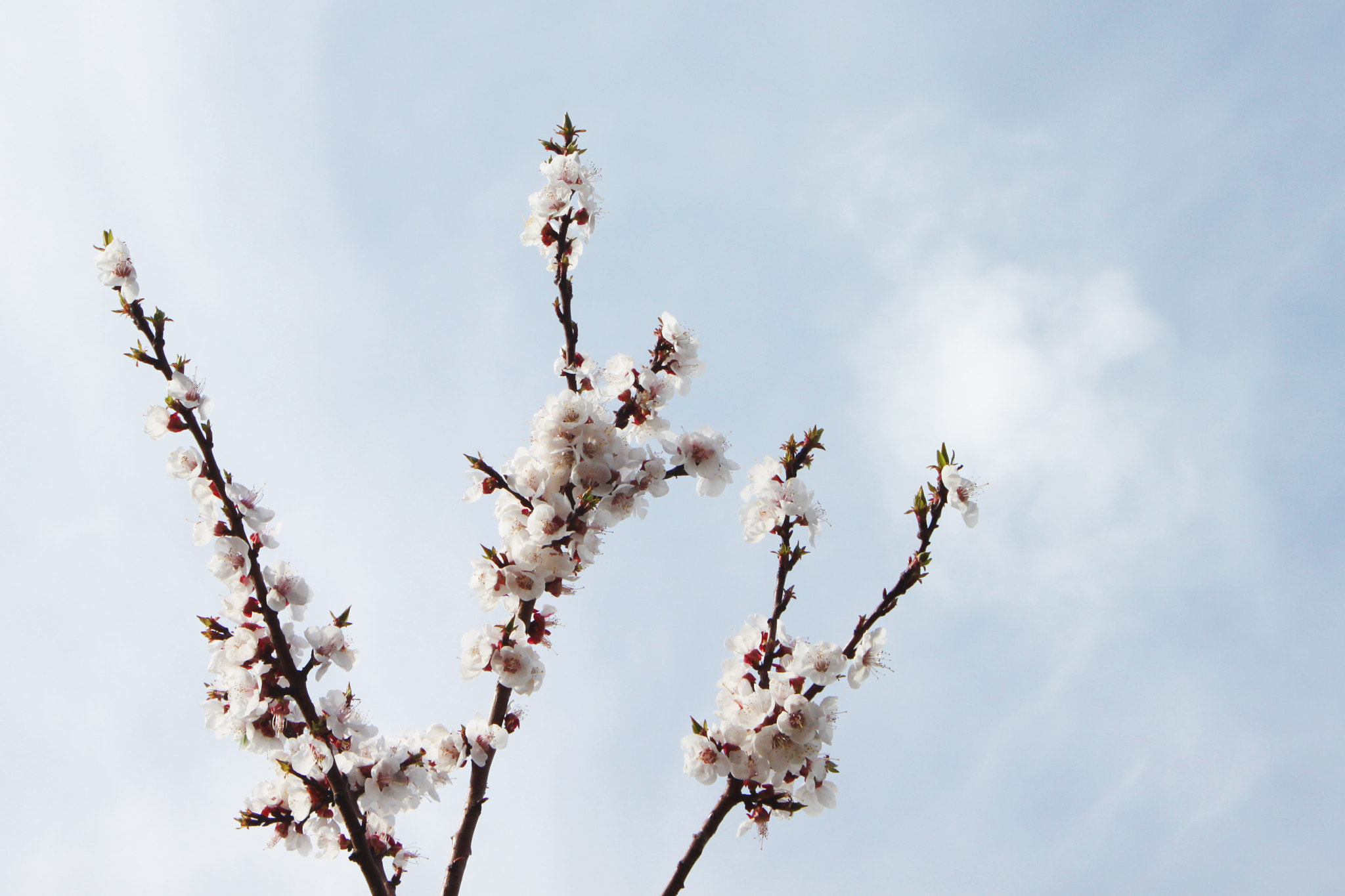 Canon EOS 500D (EOS Rebel T1i / EOS Kiss X3) sample photo. Spring blossom photography