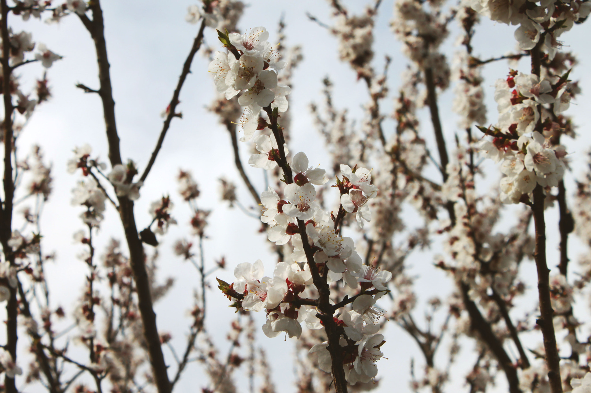 Canon EOS 500D (EOS Rebel T1i / EOS Kiss X3) sample photo. Spring blossom photography